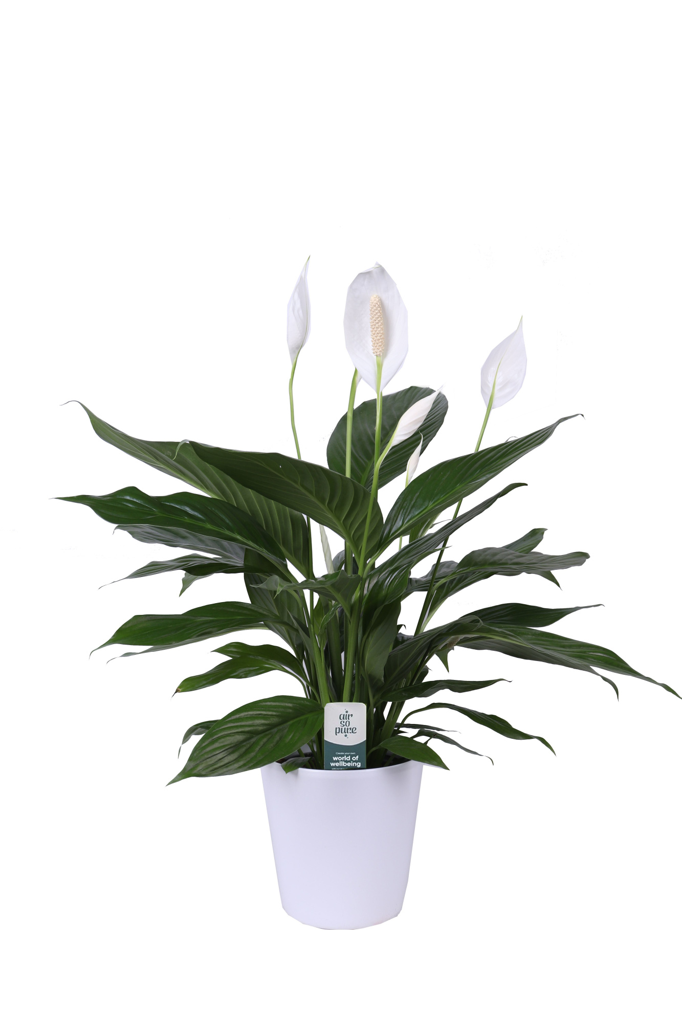 KP-108.2 - Spath Bingo Cupido 17cm in Dallas wit (2259), D 17