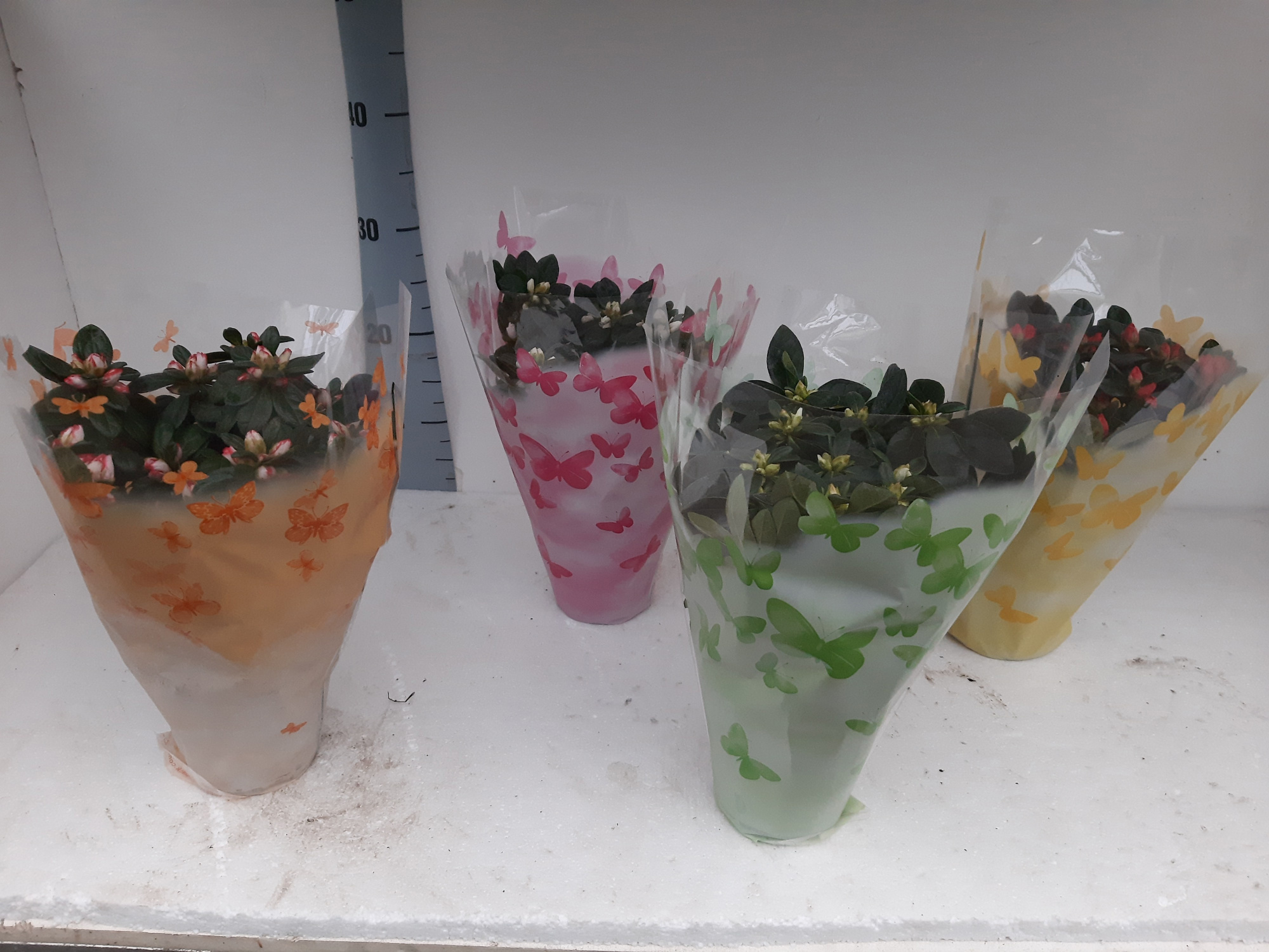 AZALEA BLOEI VLINDERHOES 30 CM, D 12