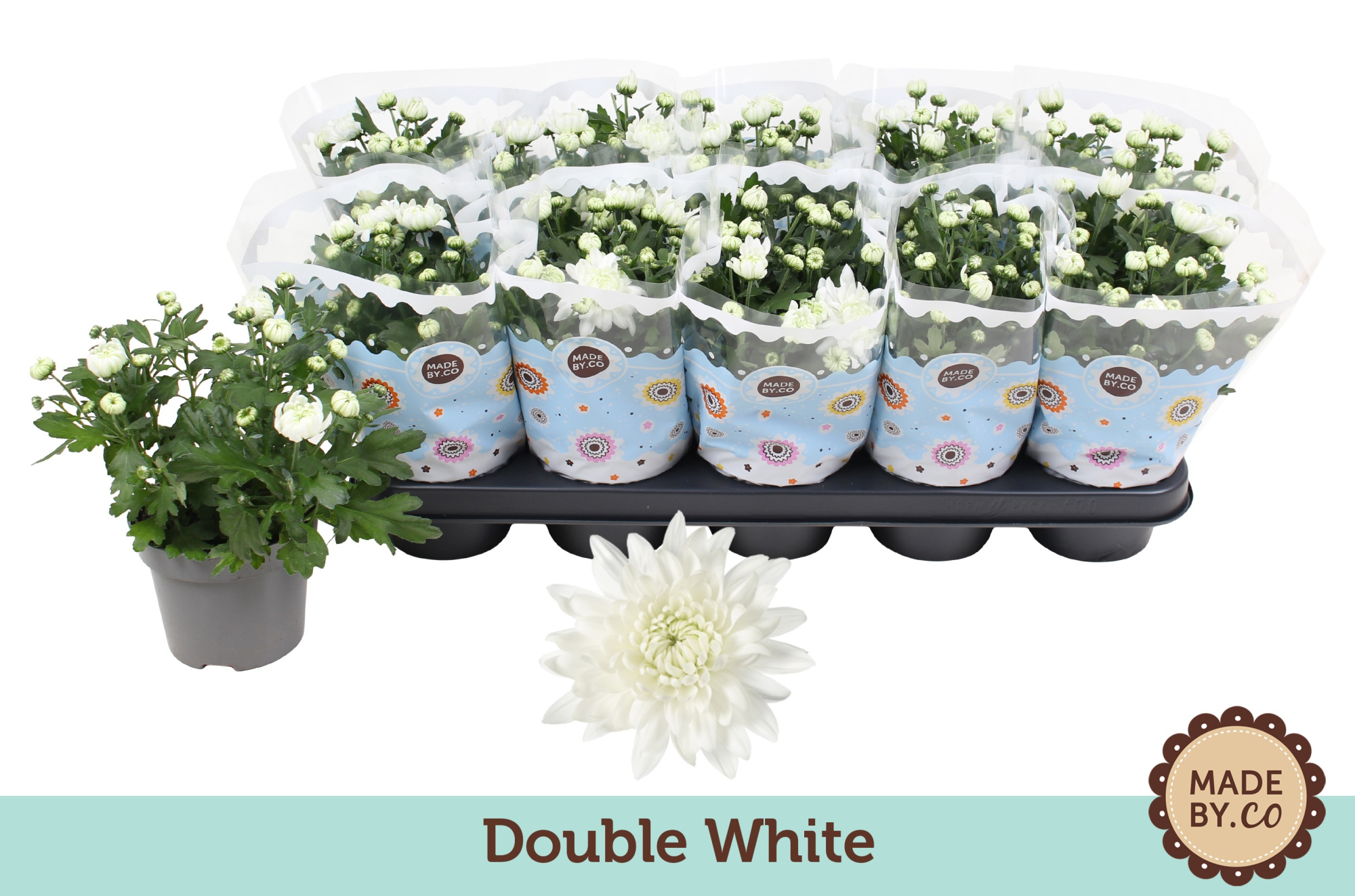 Chrysant Double White, D 12