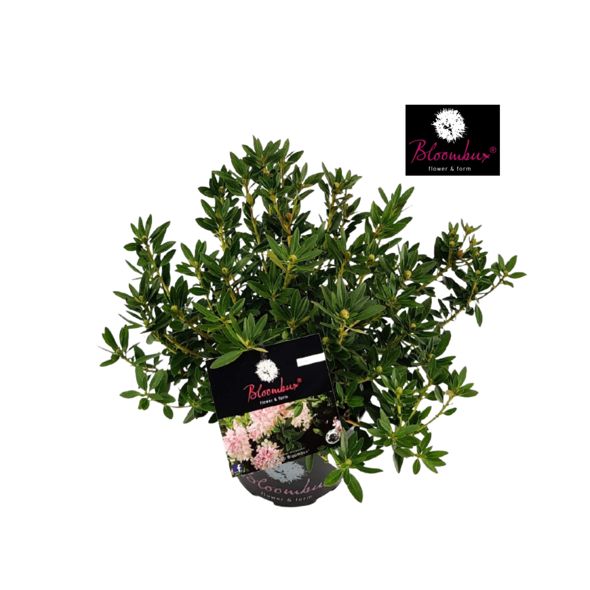 Rhododendron 20 - 30/2 liter 'Bloombux', D 17