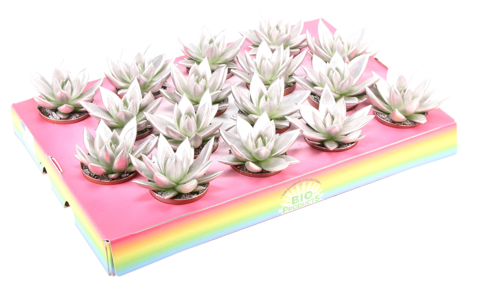 Bio miranda champagne glitter, D 6