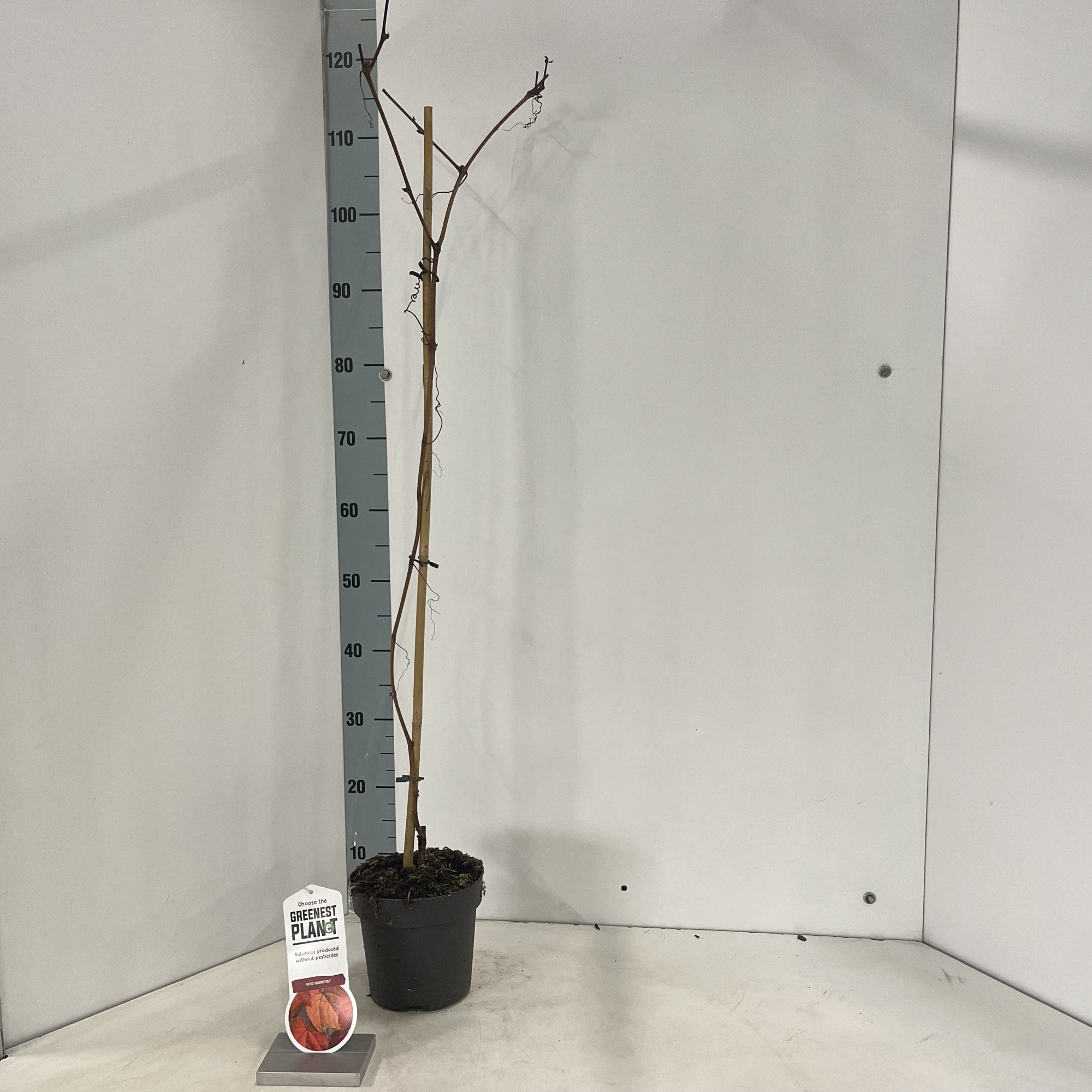 Vitis coignetiae - gestokt, D 17