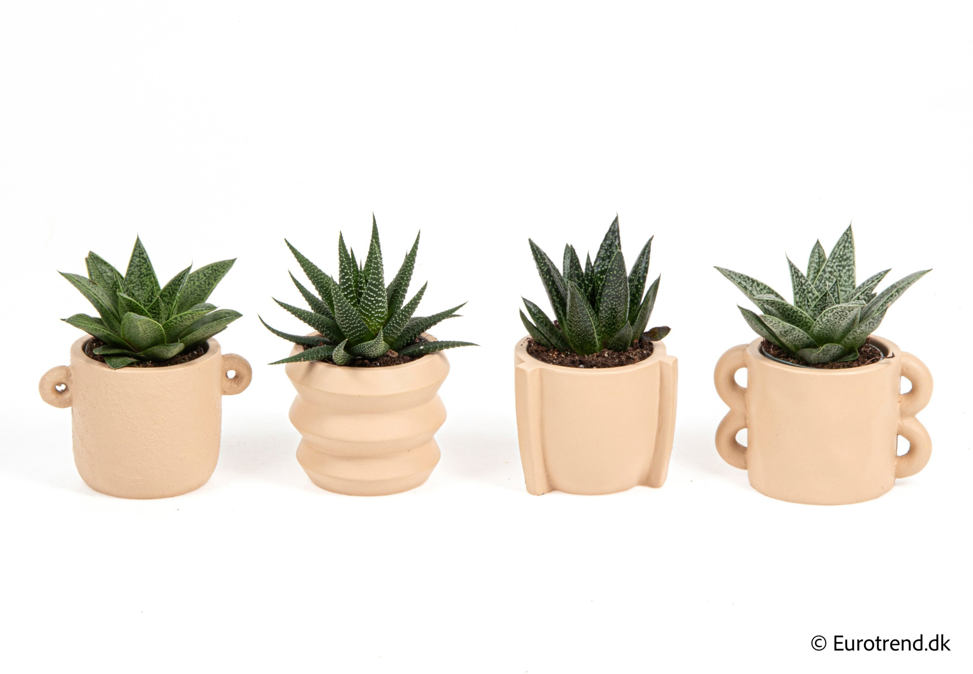 Succulent Mix in New Look ceramic 2026, D 6