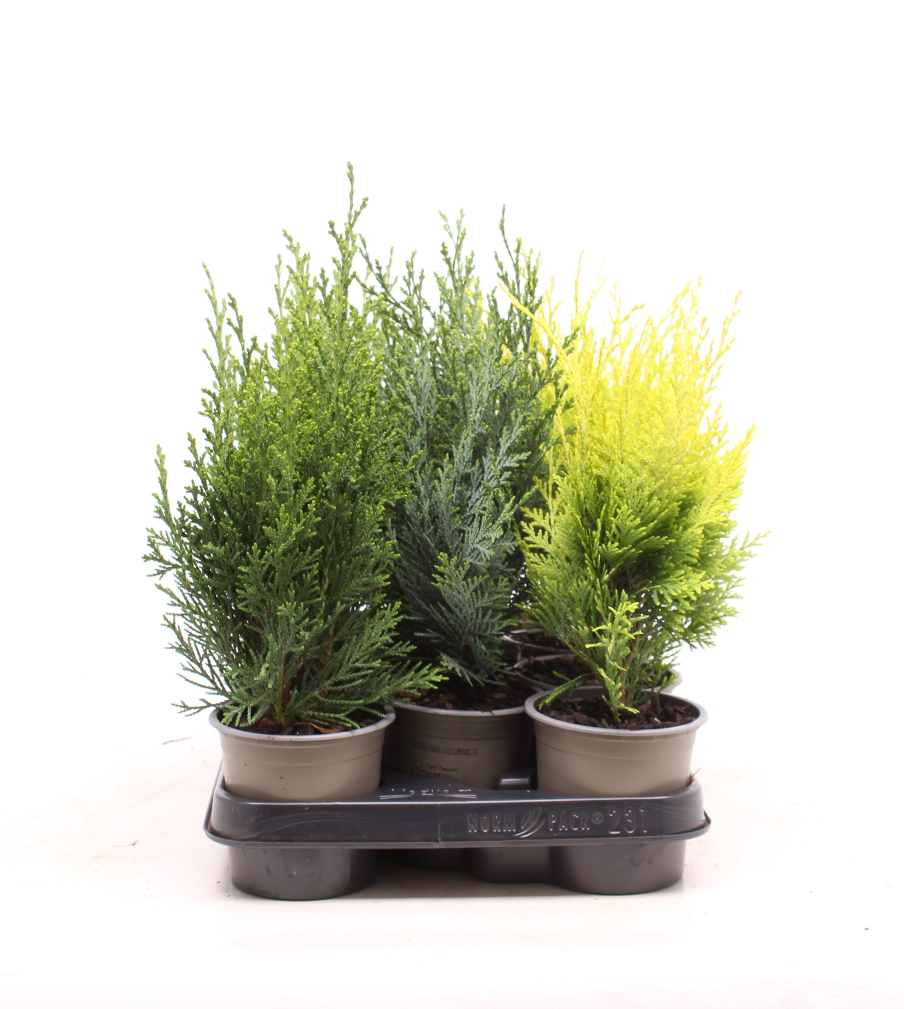 Chamaecyparis gemengde bak, D 11