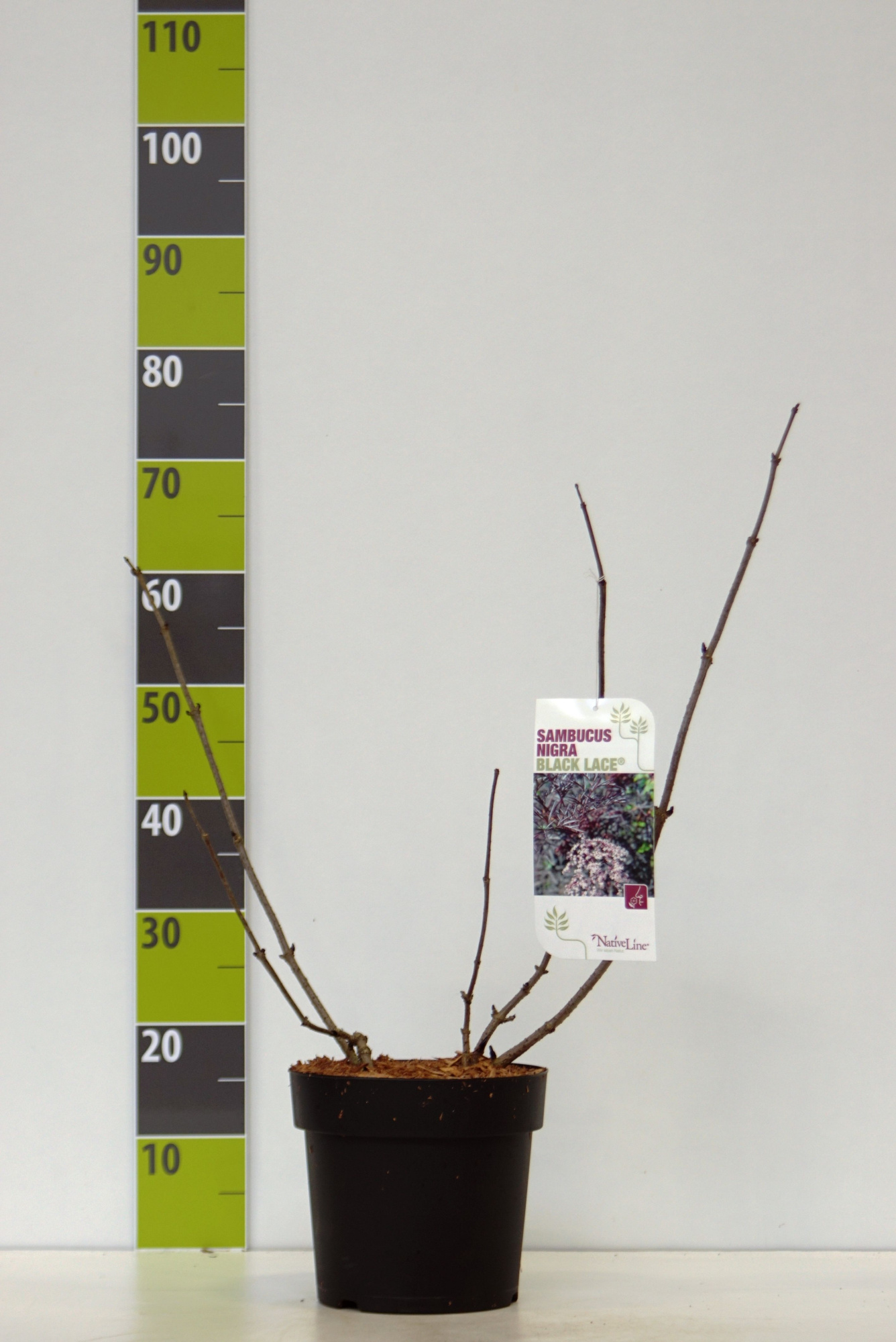 Sambucus ni. 'Black Lace' -R--S- C 4,6, D 23