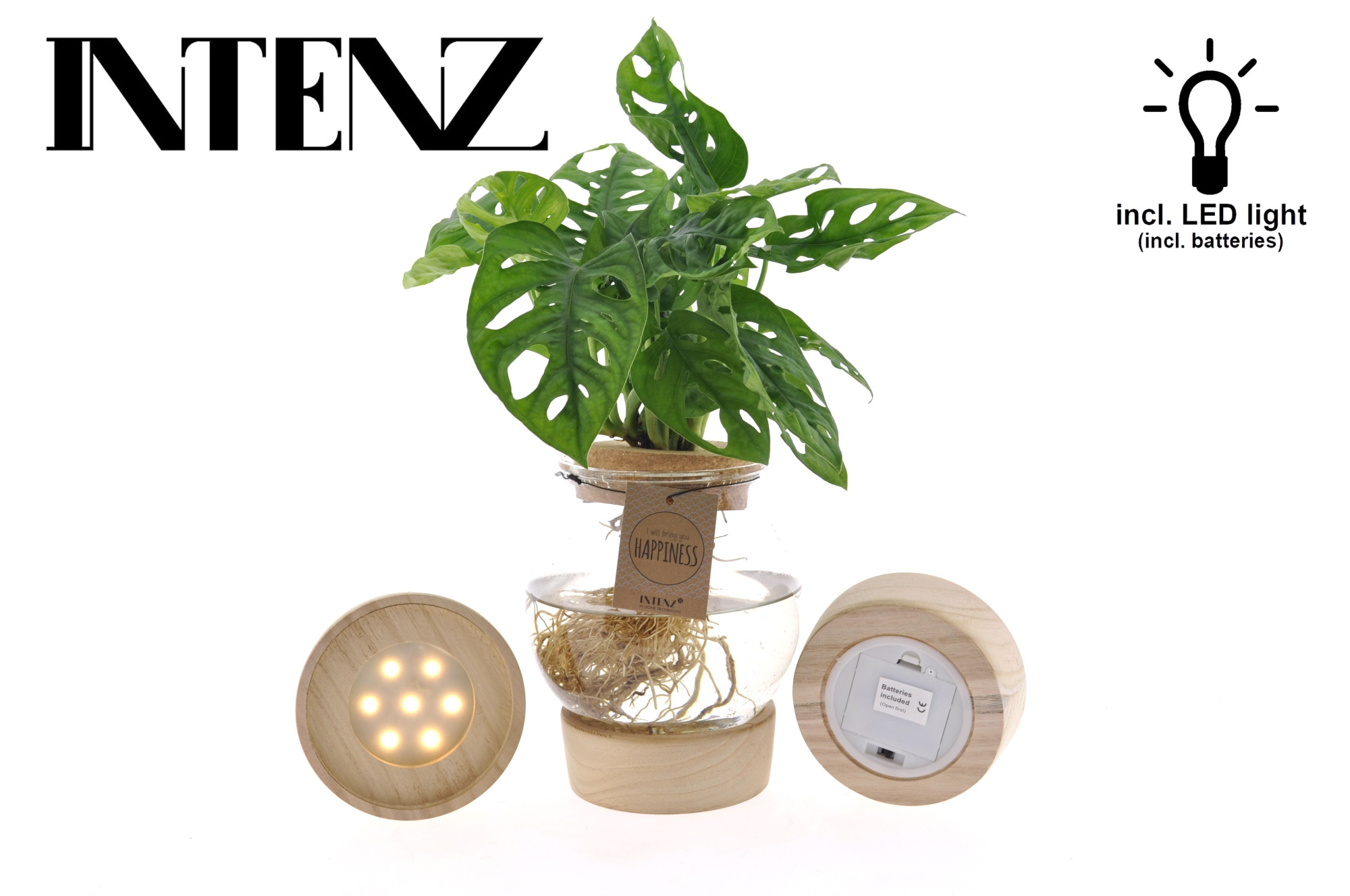 Monstera adansonii 12cm in Bolglas + Klikkurk+LED -levertijd 24h, D 12