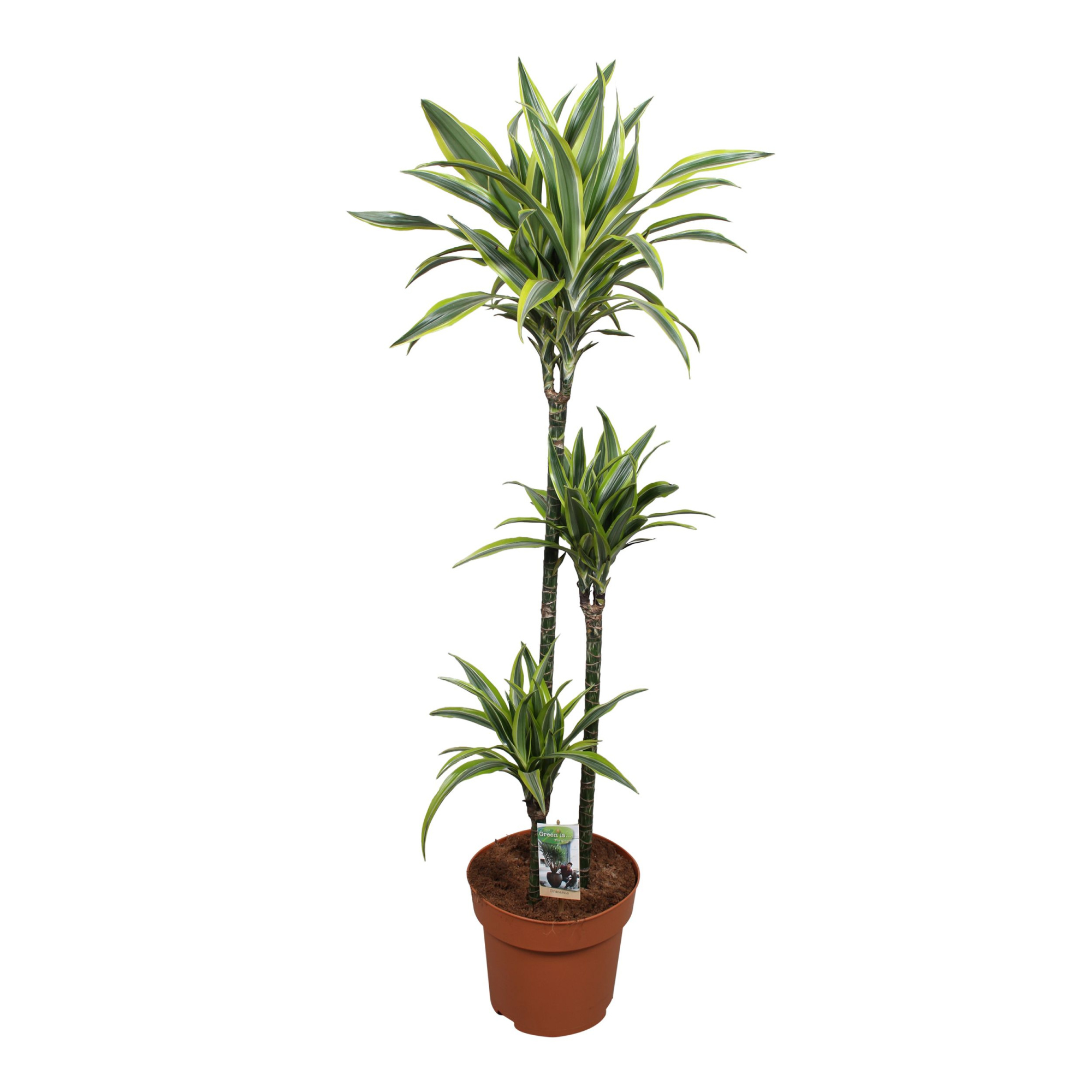 Dracaena Lemon Lime 90-60-30, D 27