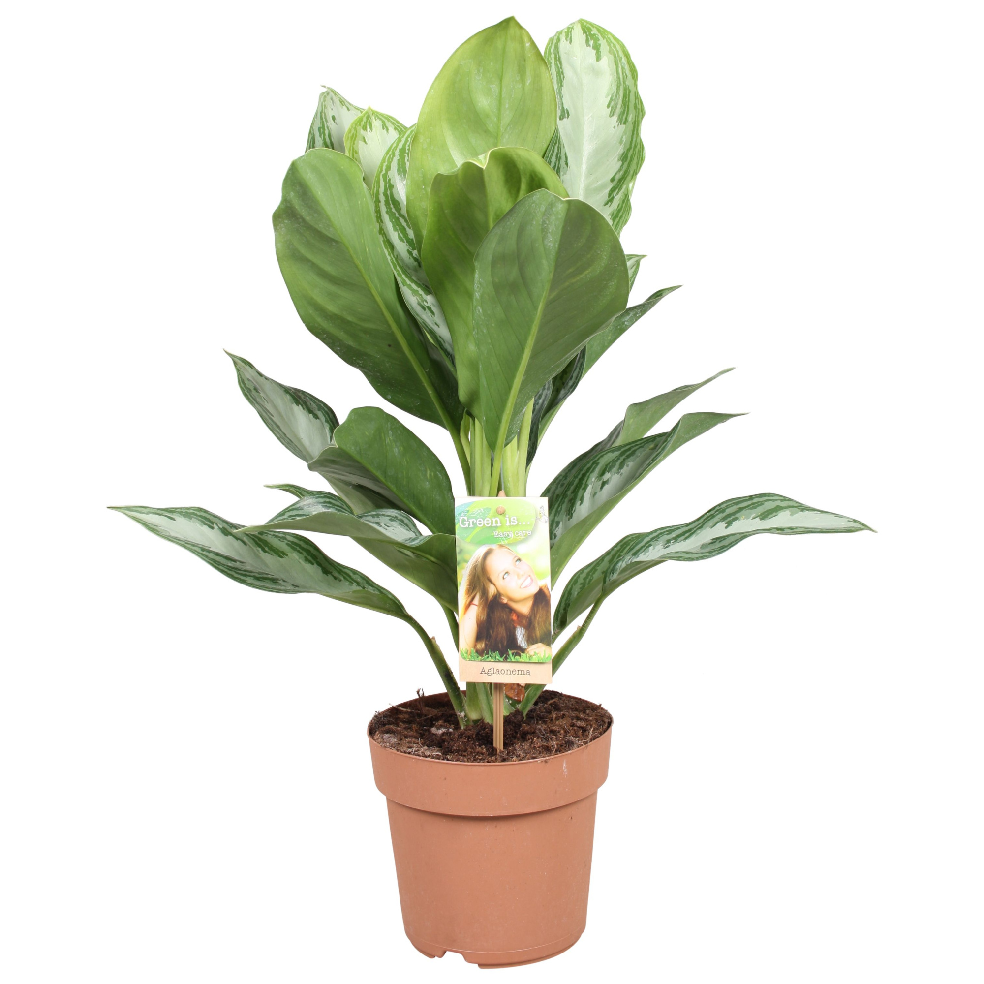 Aglaonema Silver Bay, D 17