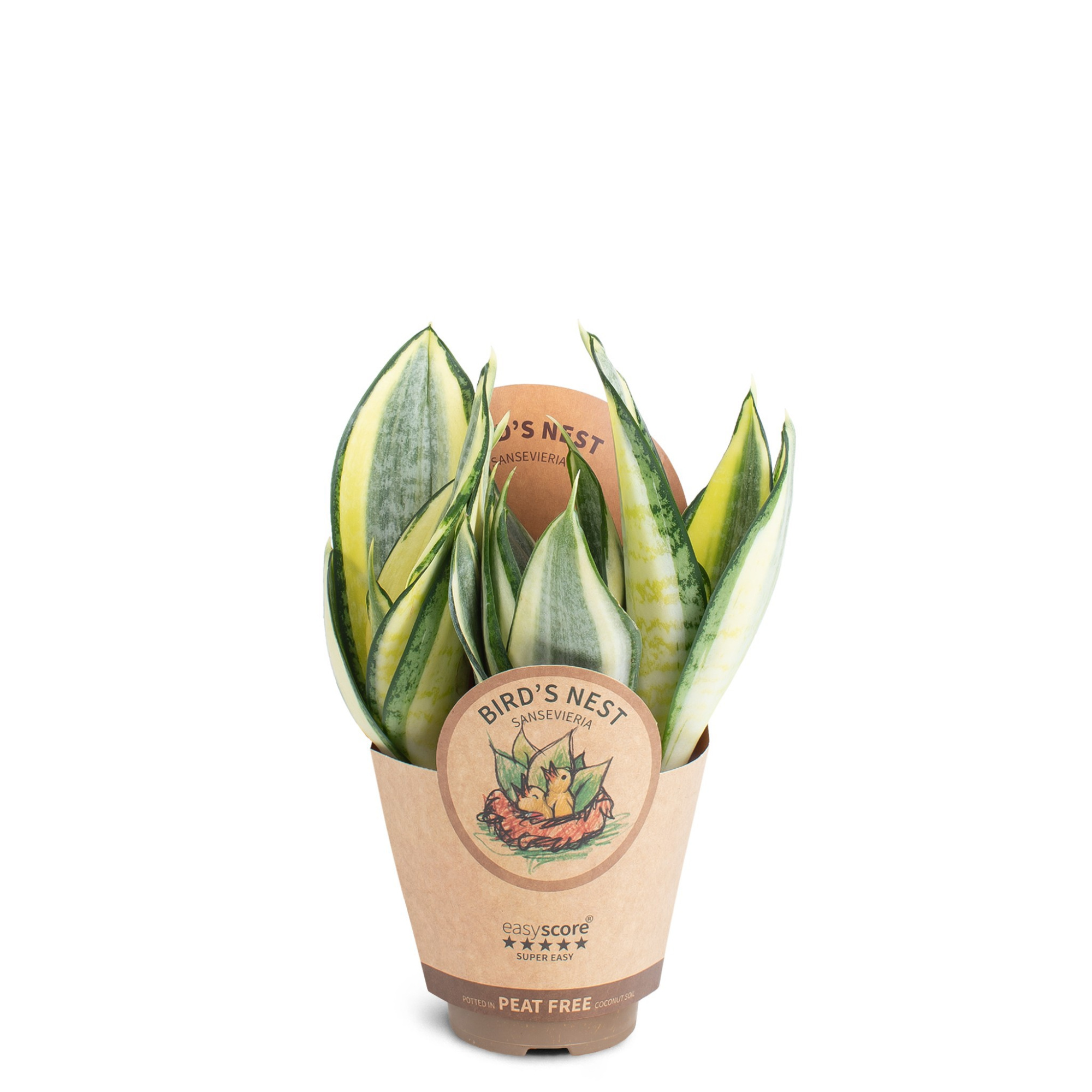 Sansevieria ´Hahnii Golden´, D 9