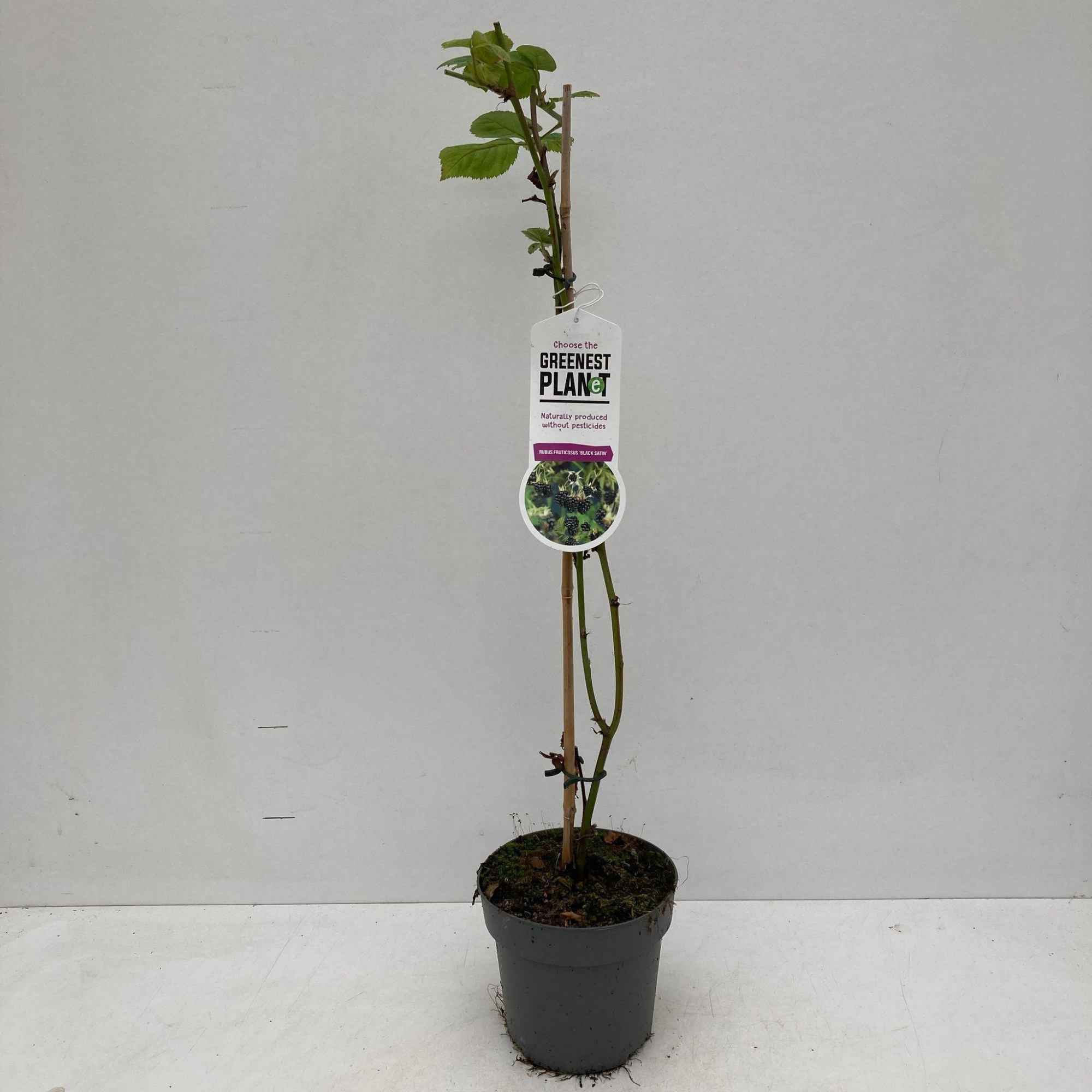 Rubus fruticosus 'Black Satin' - gestokt, D 17