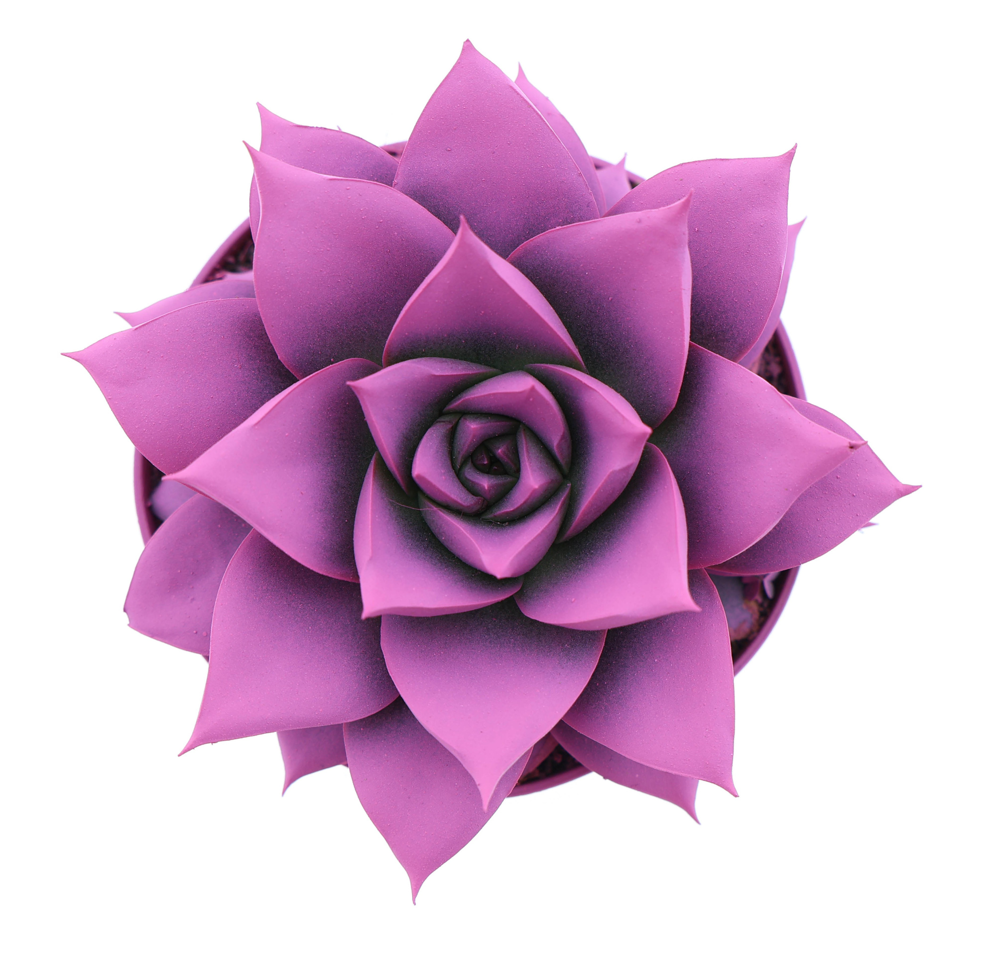 Rainbow purper cerise 246, D 8,5