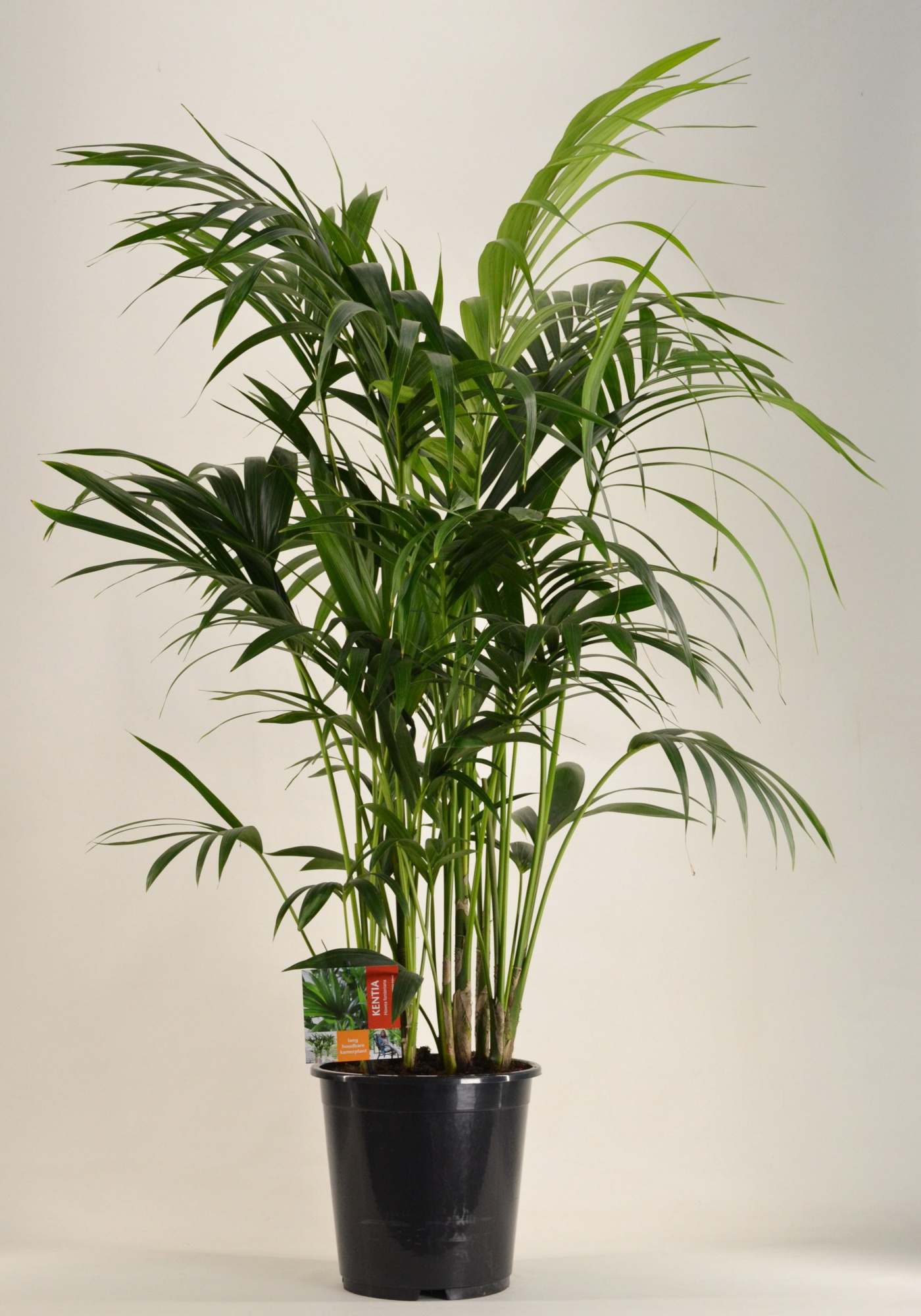 KENTIA - P27 H120 - 12PP (Howea forsteriana), D 27