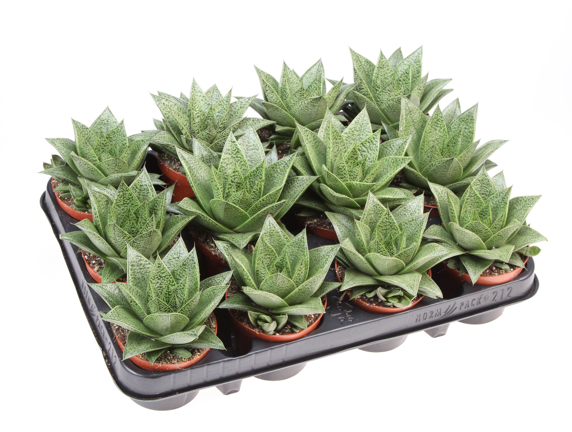 Gasteria Tiga, D 8,5