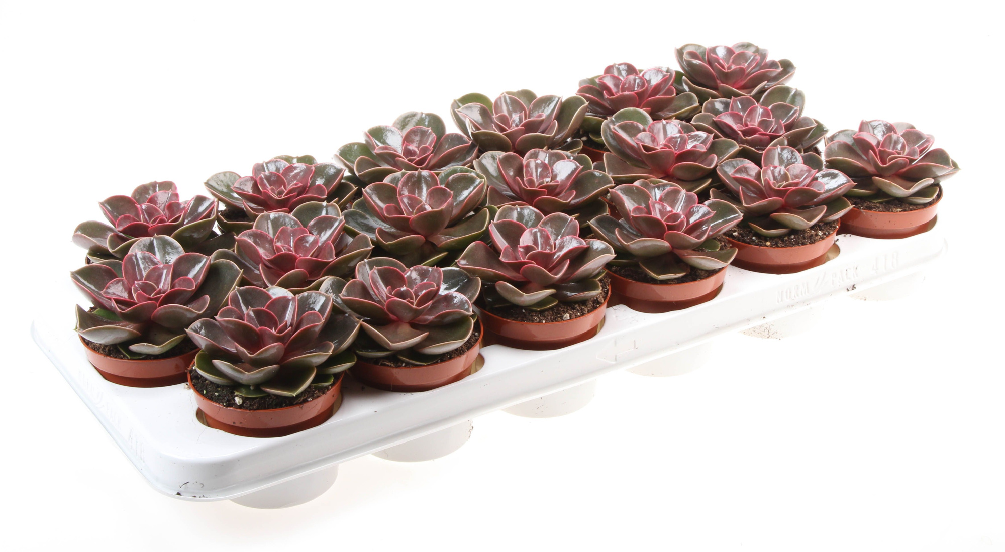 Echeveria Magic Parel, D 8,5