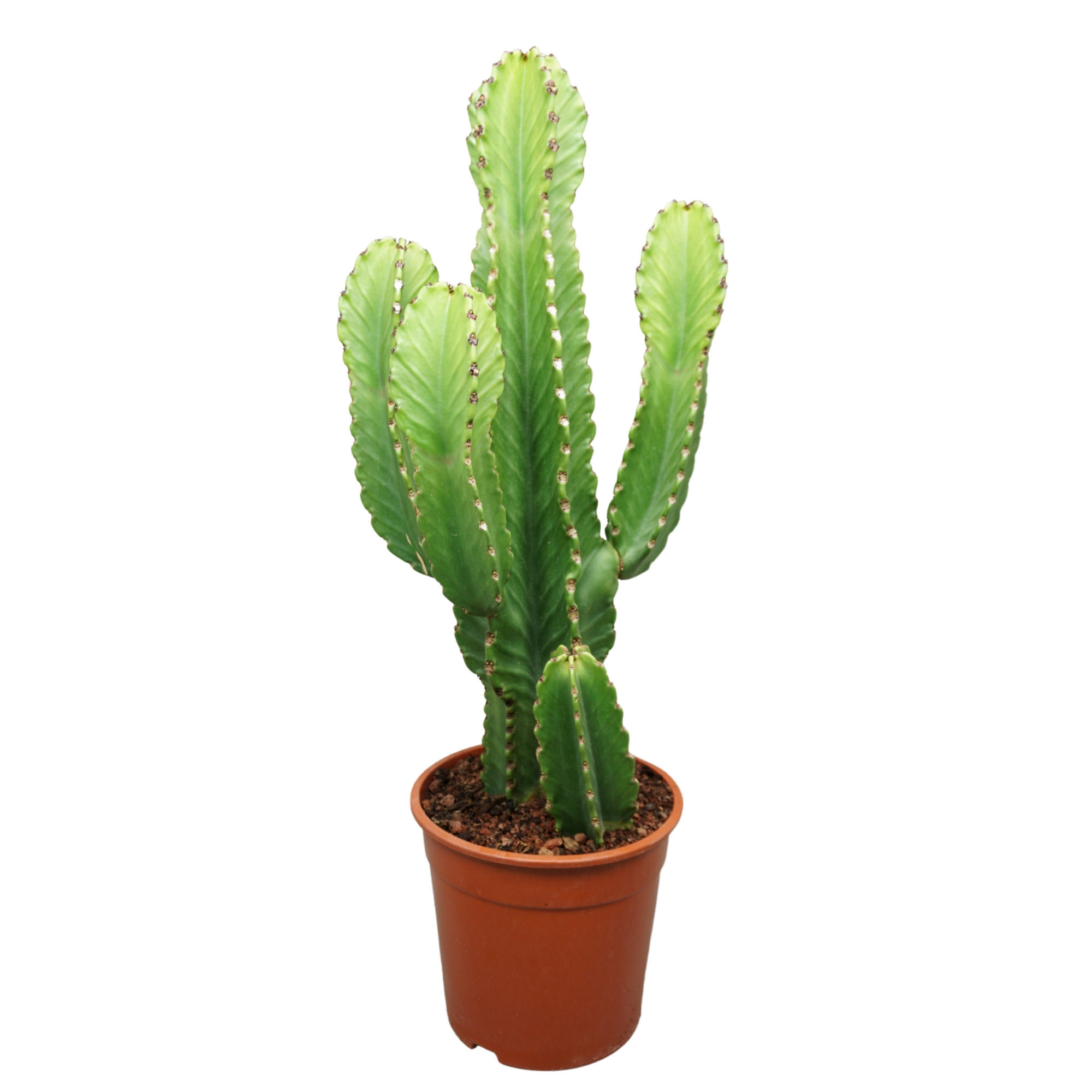 Euphorbia ingens in plastic pot 24 cm, D 24