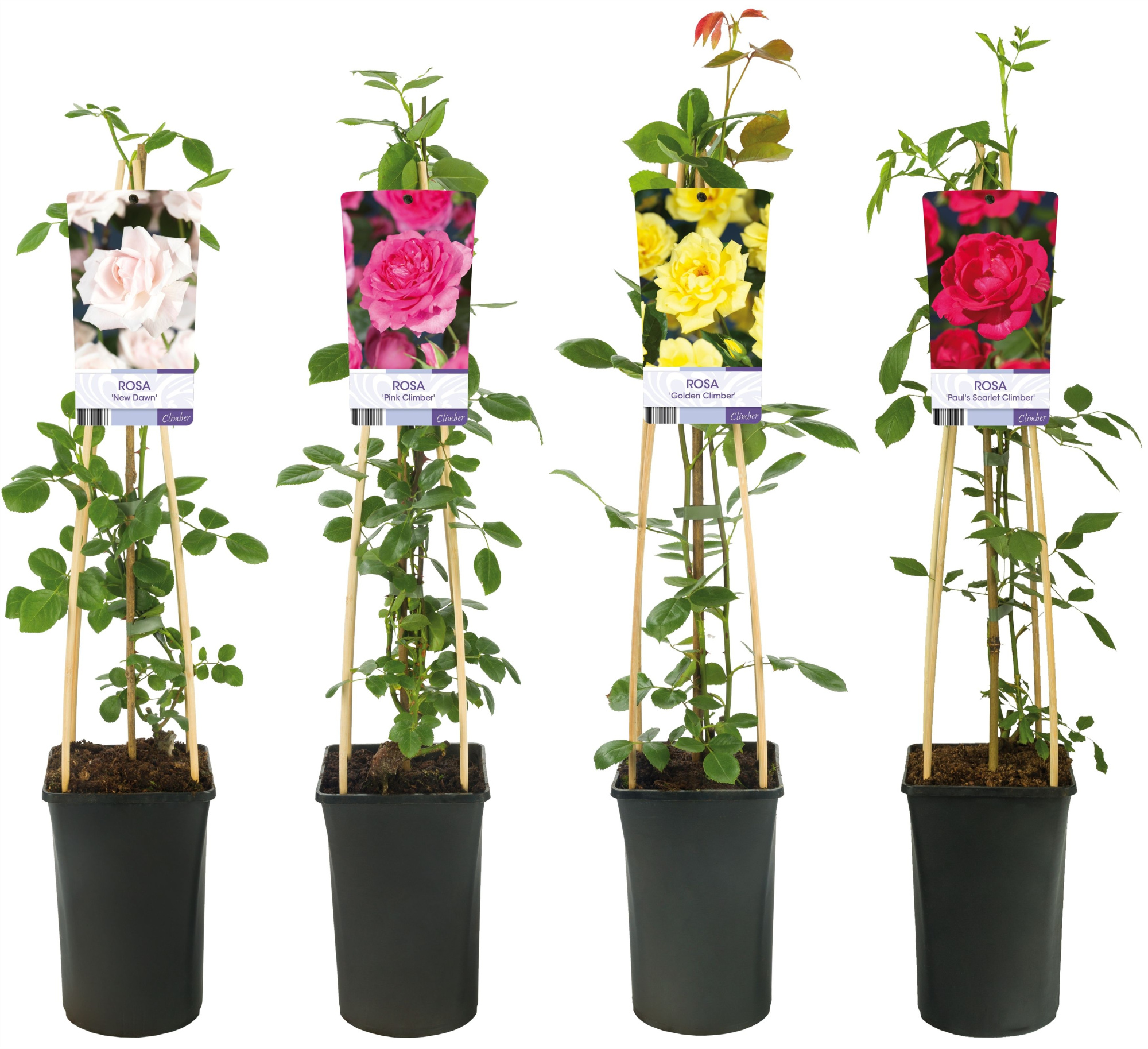 Mixshelf Rosa +light label, D 17