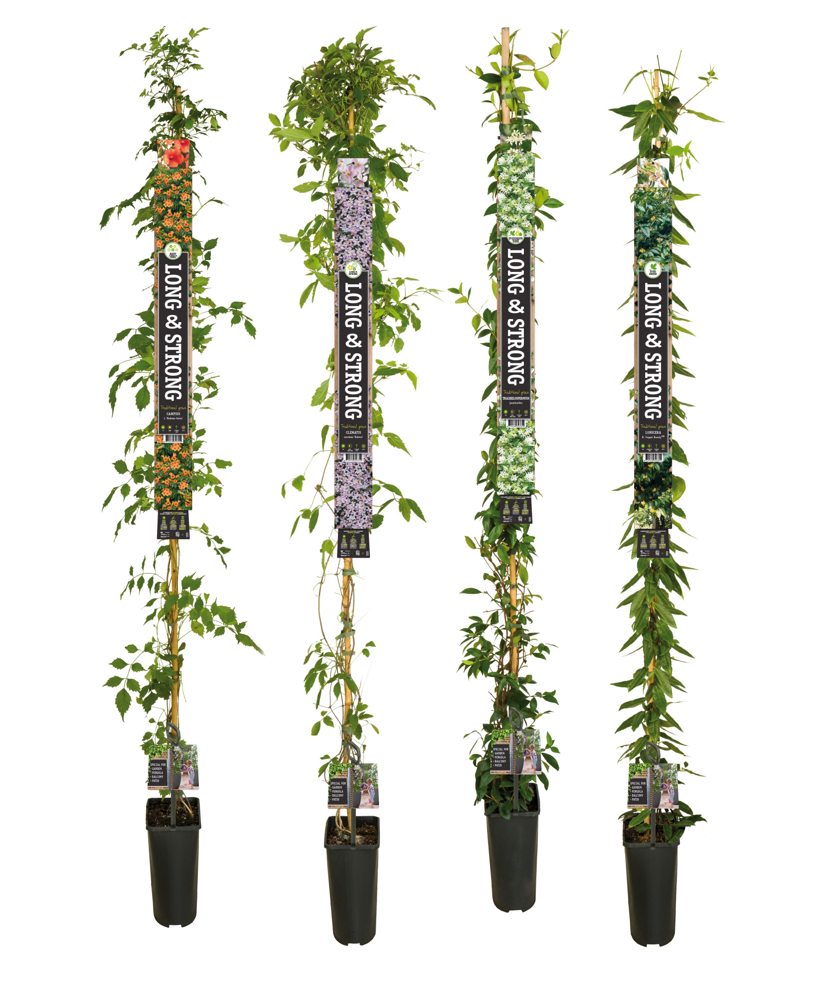 Mix CC Long&Strong Climbers +Long & strong label, D 23