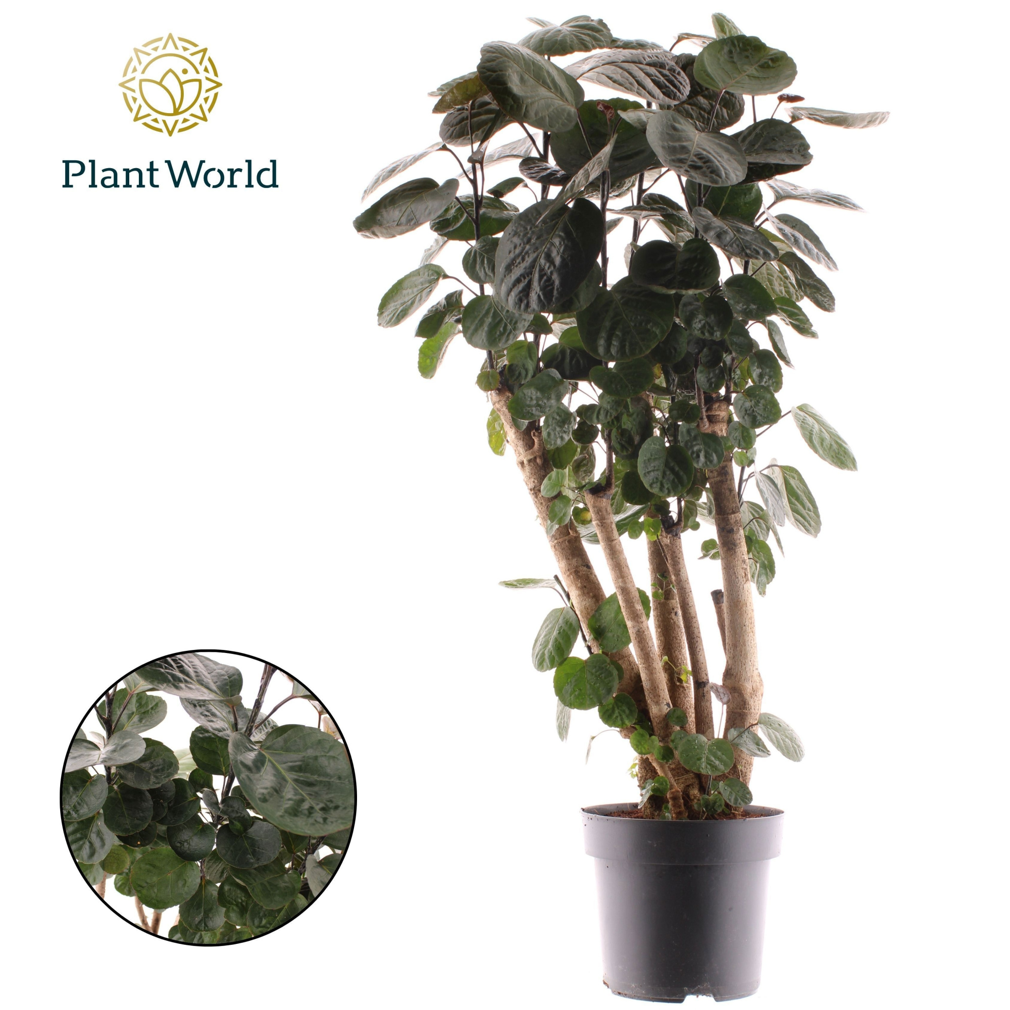 Polyscias Fabian vertakt, D 24