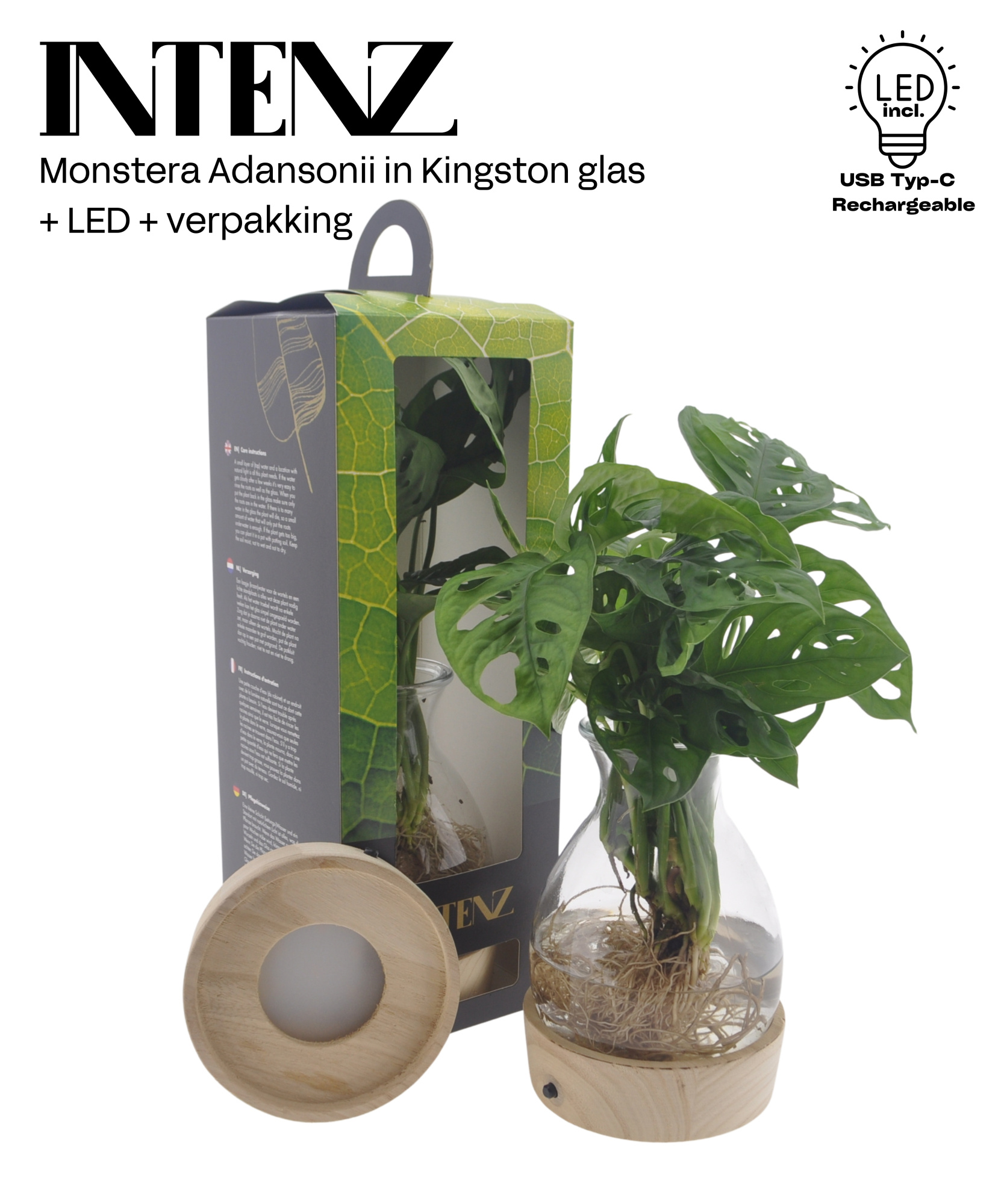 Monstera in Kingston + LED + Verpakking-levertijd 24u, D 12