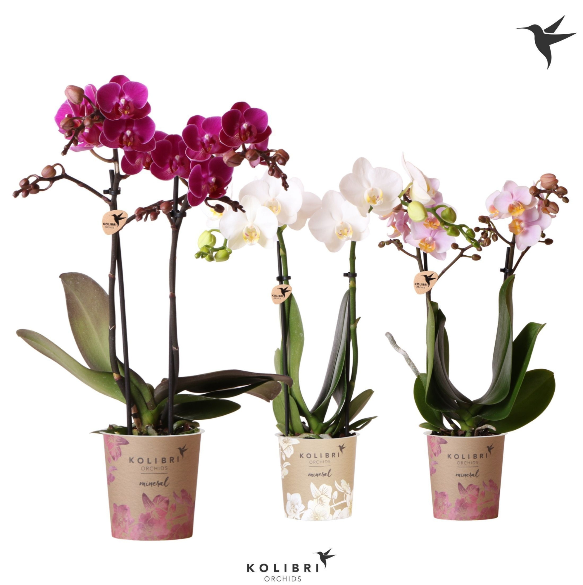 Kolibri Orchids Phalaenopsis white, pink and violet mix 2 spike, D 9
