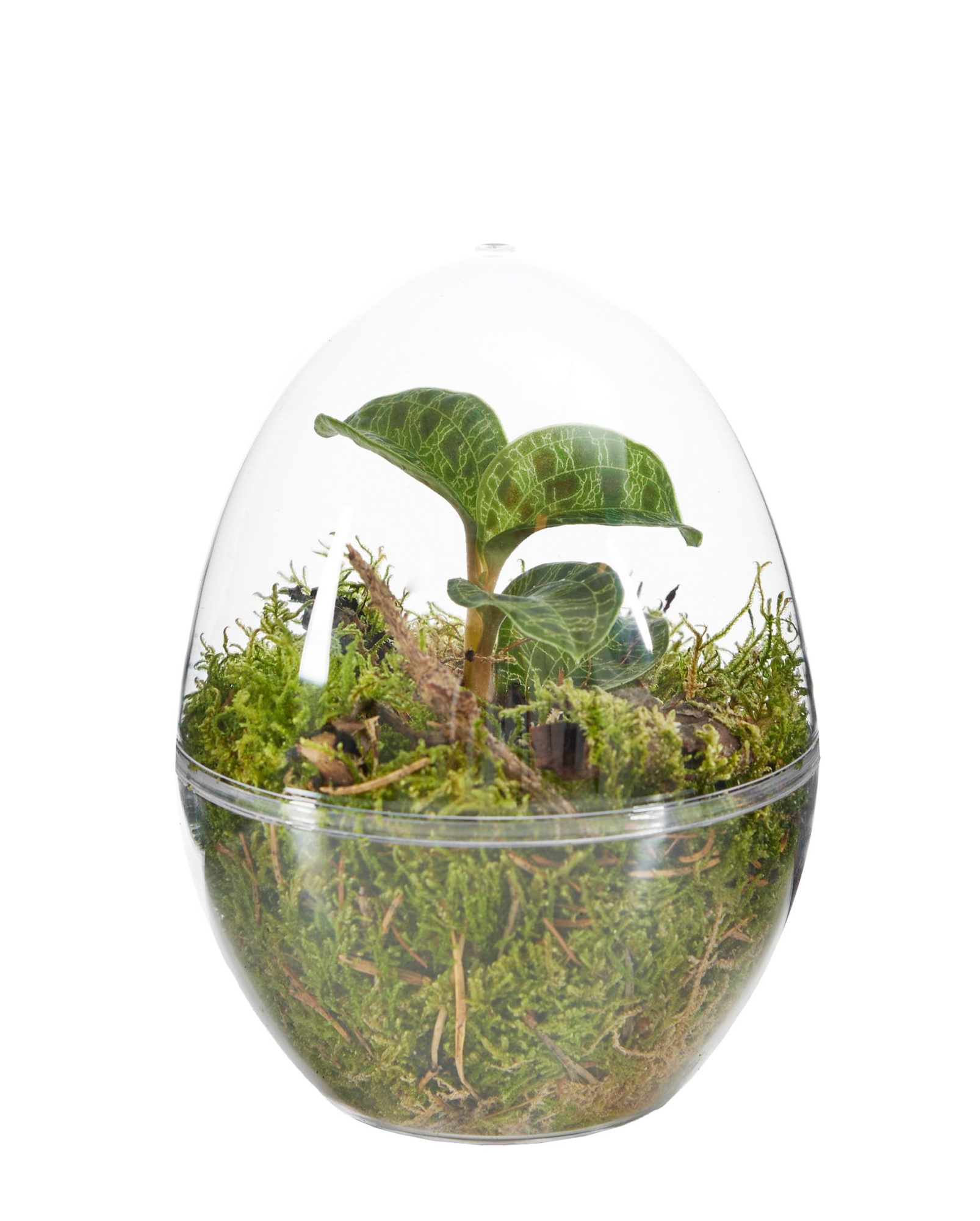 Jewel Orchid Terrarrium, D 12