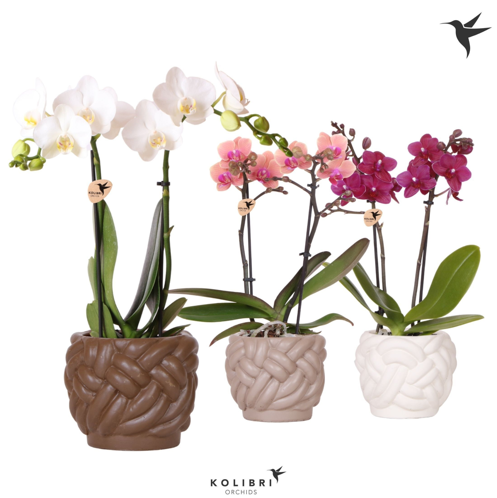 Kolibri Orchids Phalaenopsis mix 2 spike in Rope pot mix, D 9