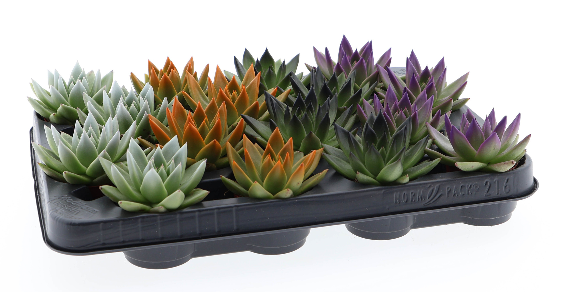 Halloween rainbow tips mix, D 6