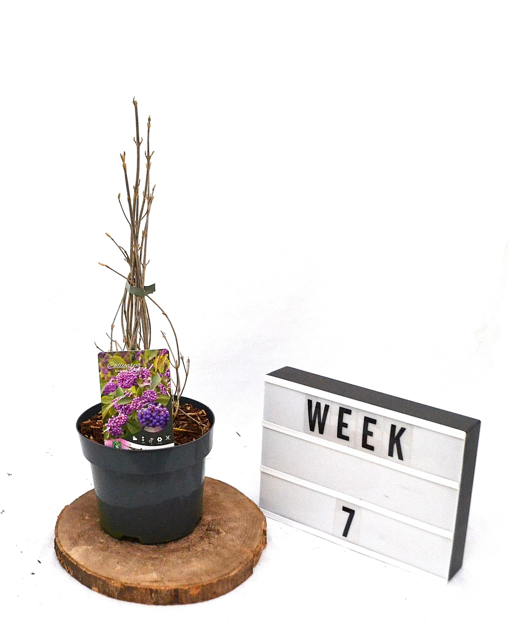 Callicarpa bodinieri Profusion zonder BES C3, D 19