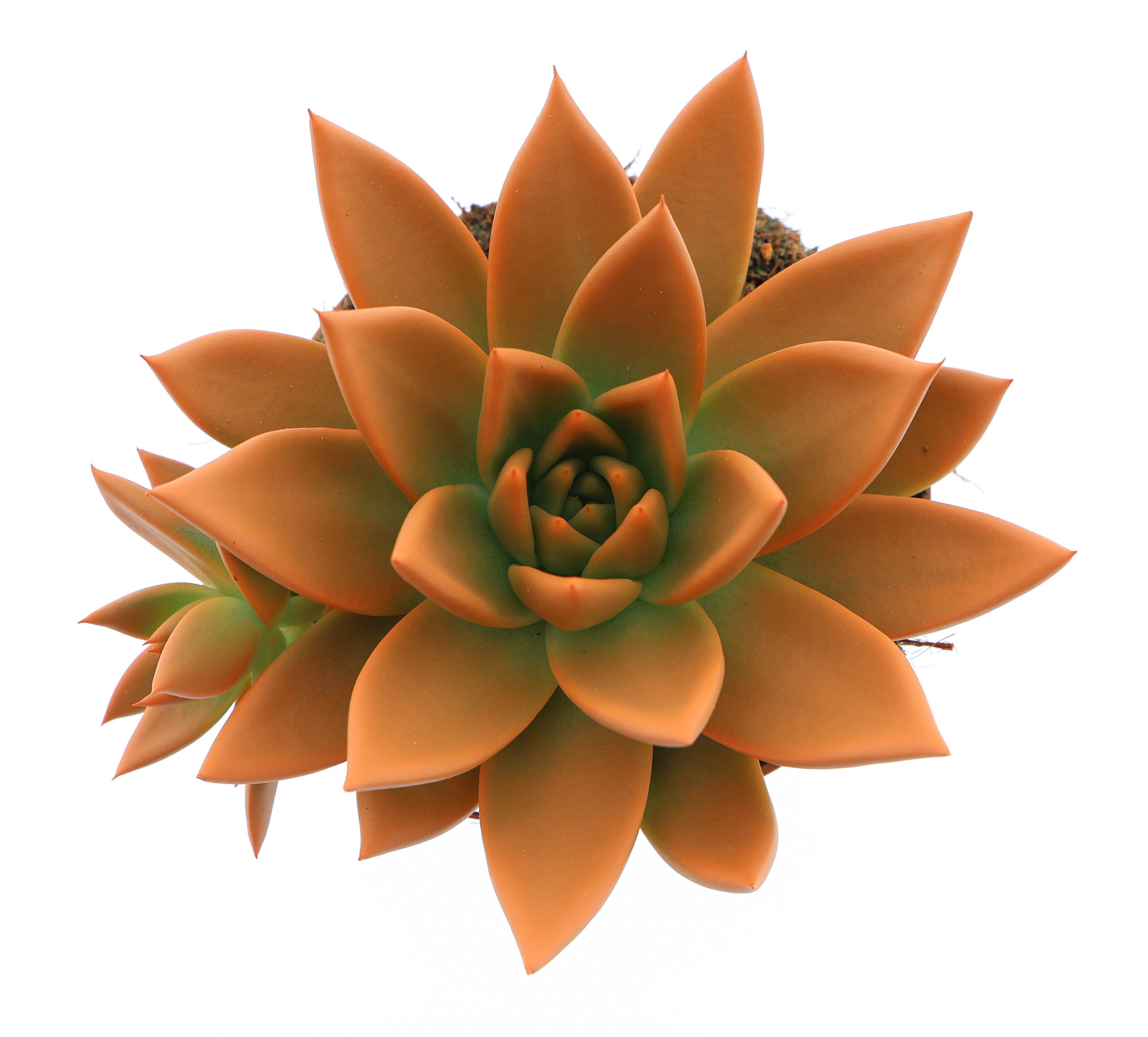 Rainbow orange, D 10,5