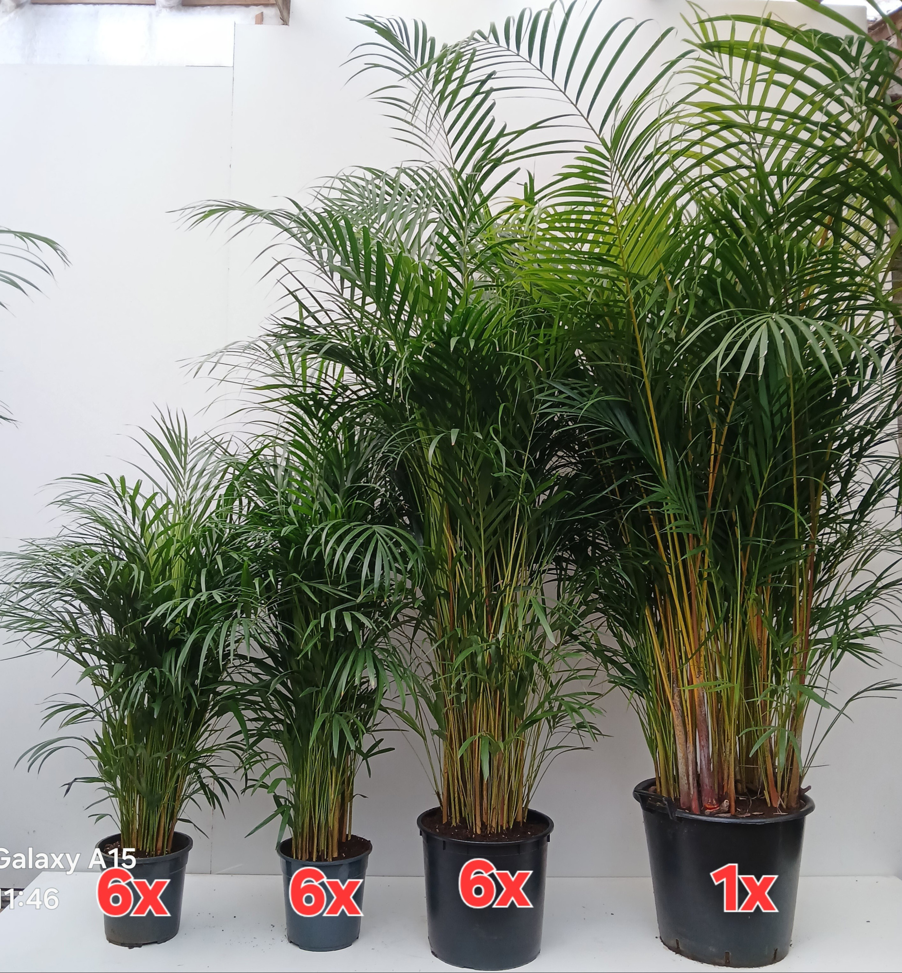 dypsis lutescens, D 27