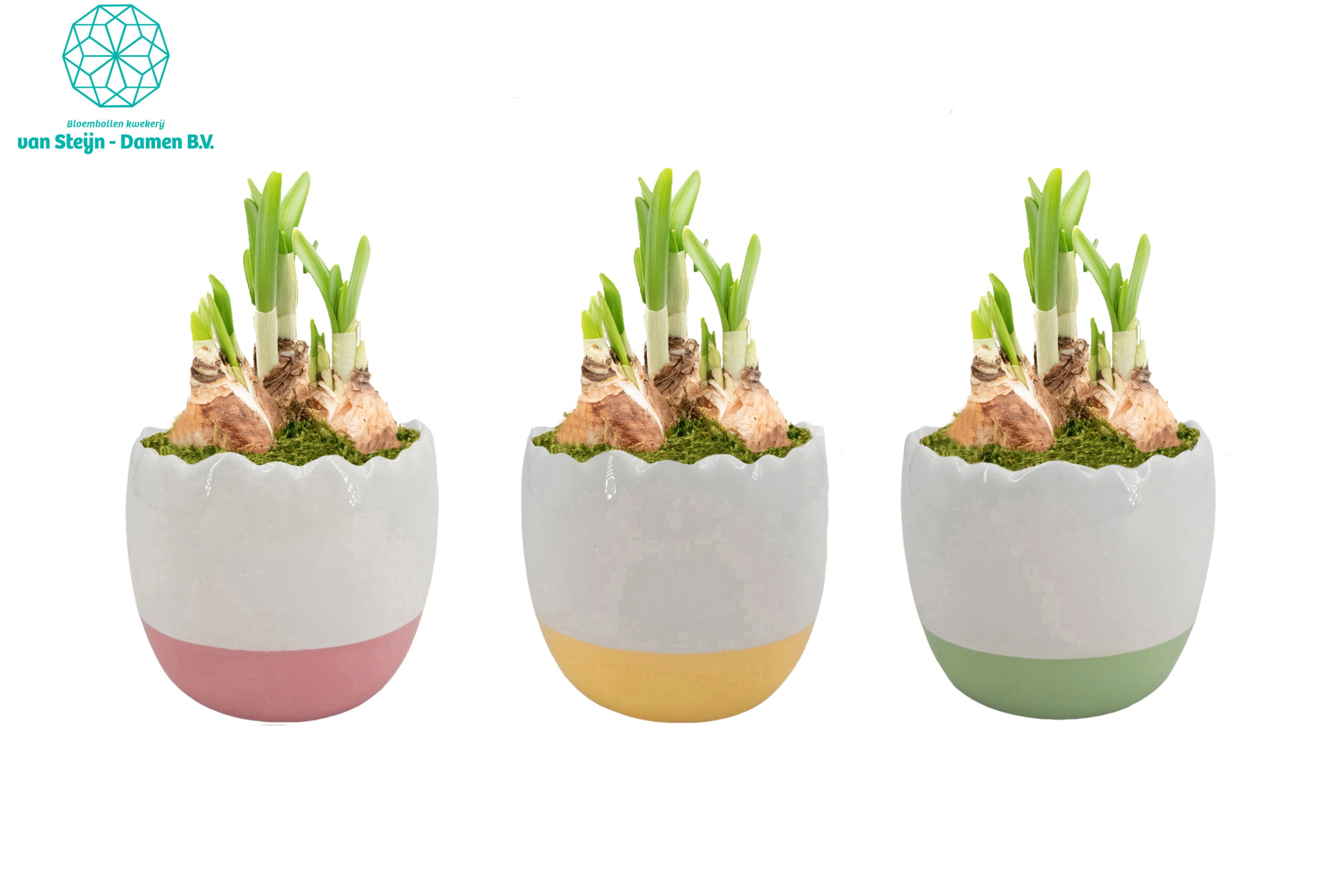 Narcissus 'Colorful Egg' (Without Moss), D 10