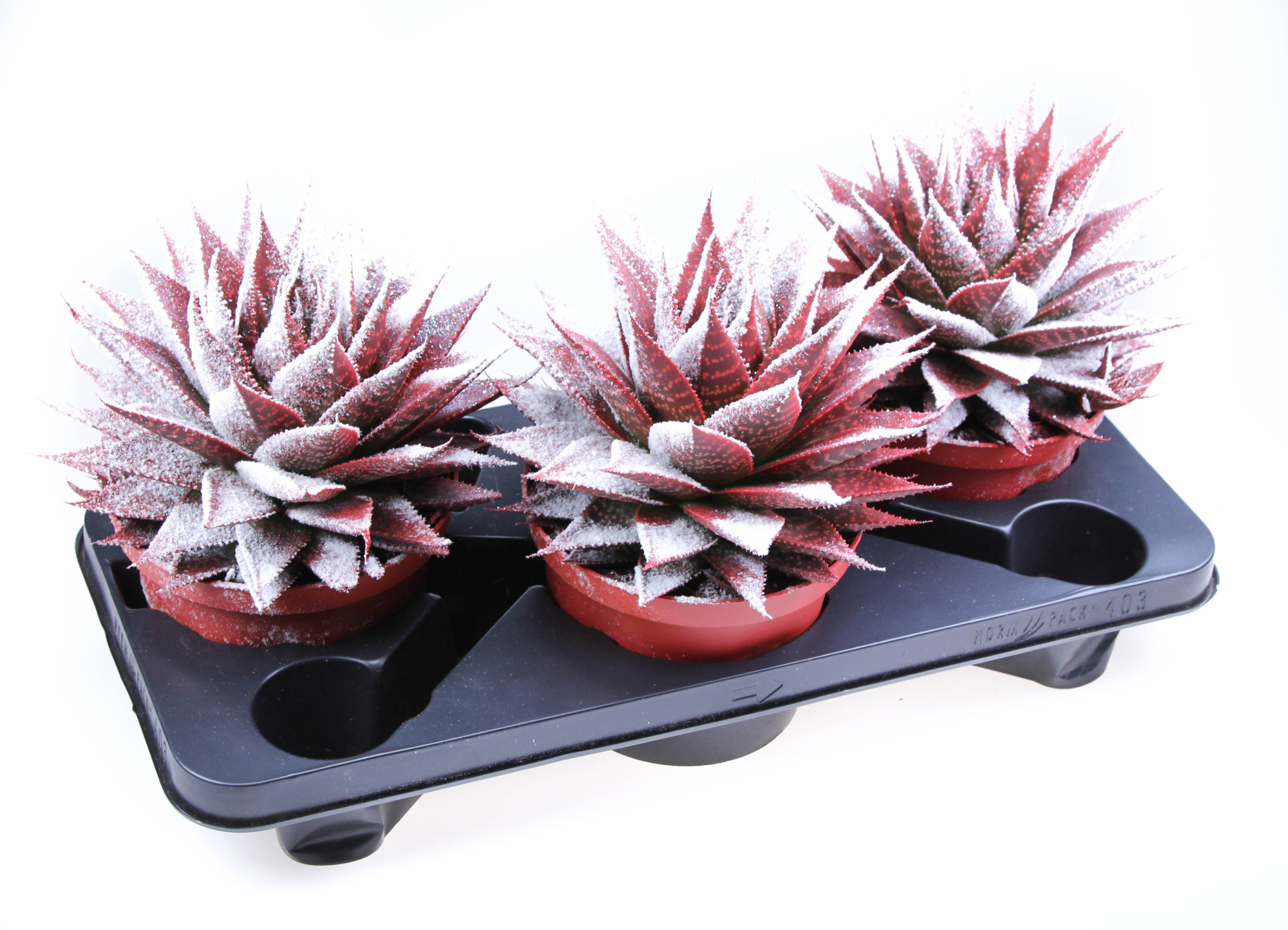 Aloe Snowy + bio snow, D 17