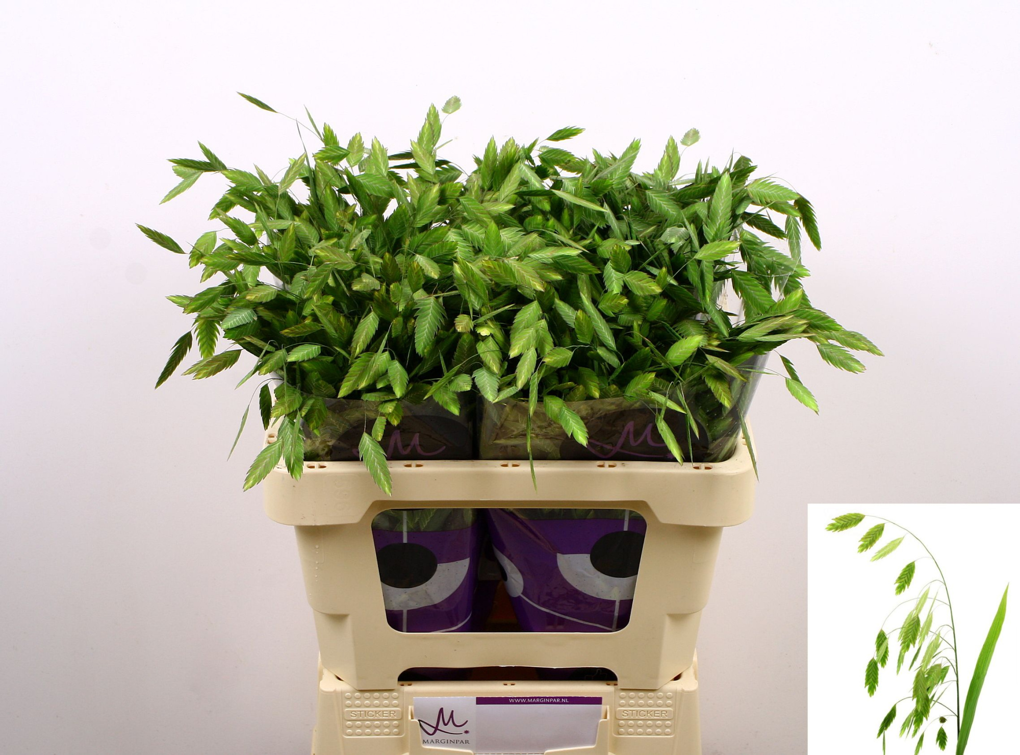 Хасмантиум Латифолиум Мантис 60 (зел.), шт.