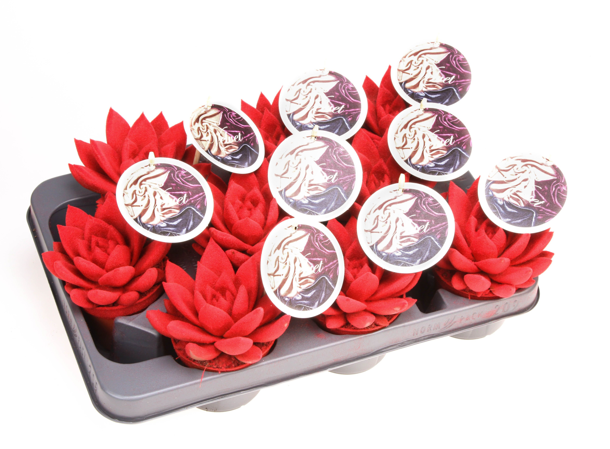 Velvet rood + etiket, D 8,5