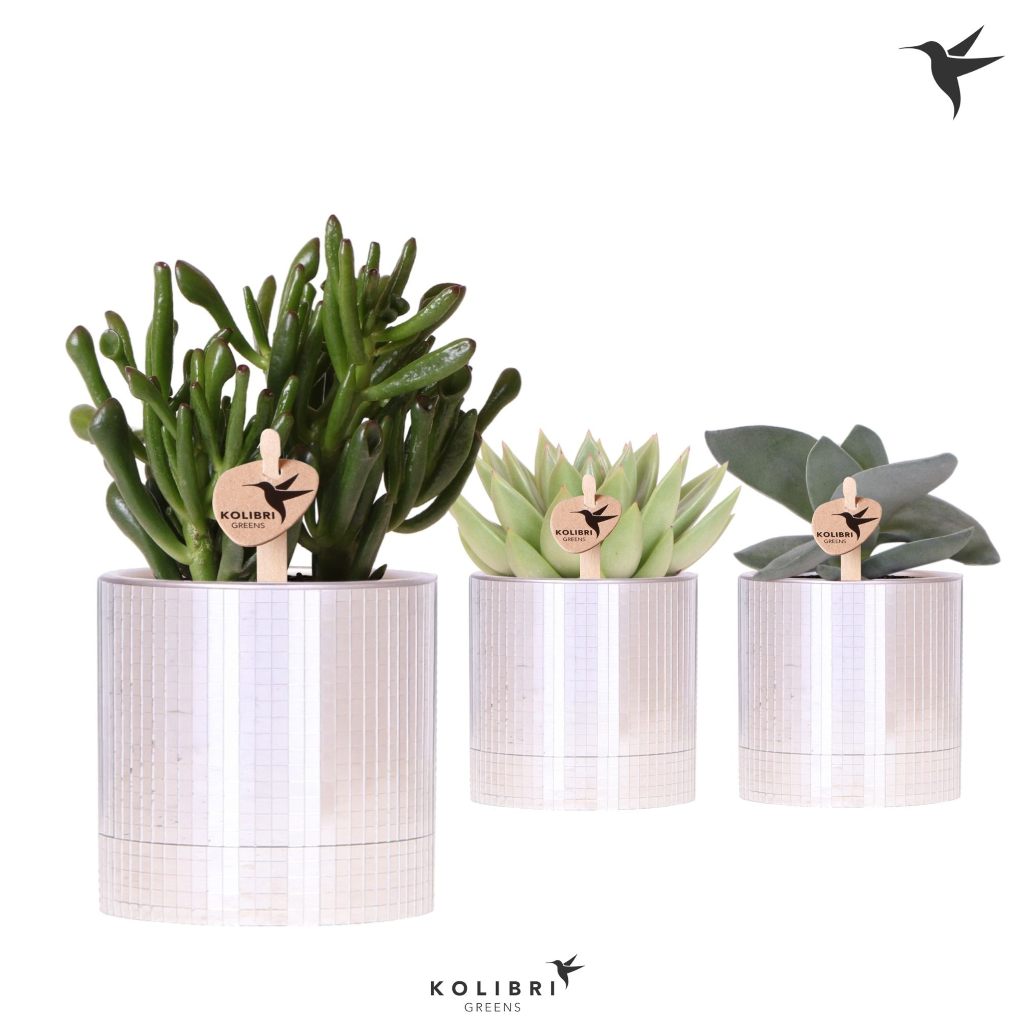 Kolibri Greens Succulenten mix in Disco pot, D 9