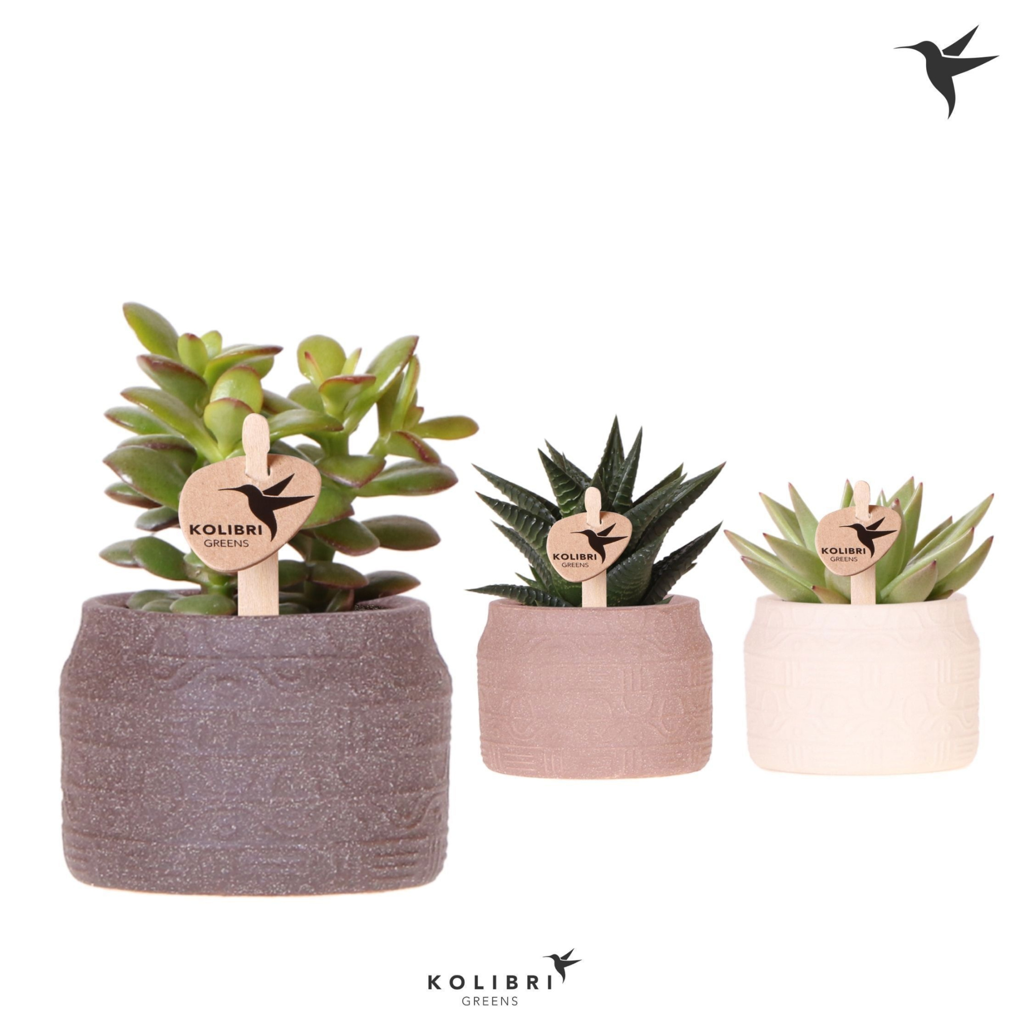Kolibri Greens Succulenten mix in Hieroglyph pot mix, D 6