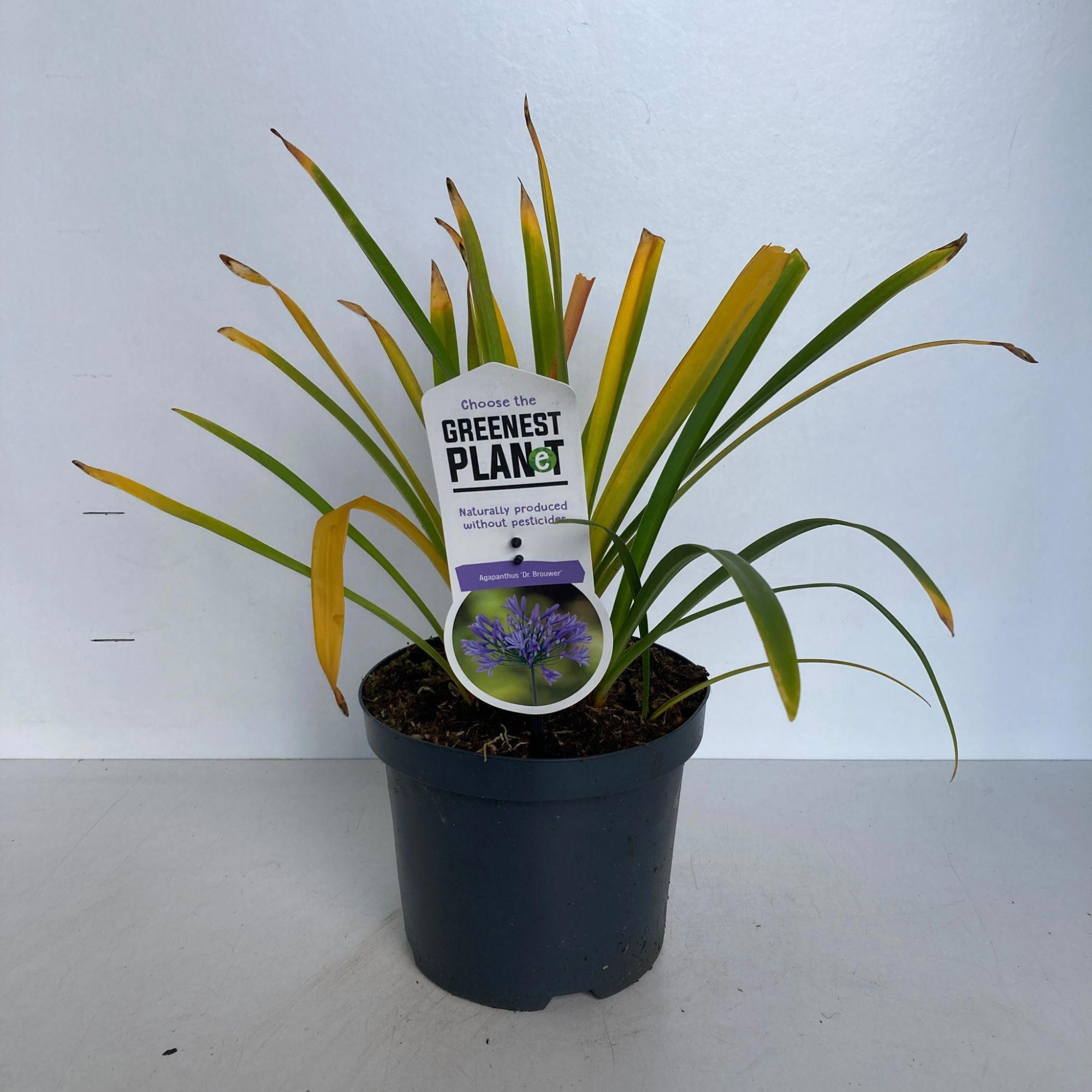 Agapanthus 'Dr Brouwer', D 19