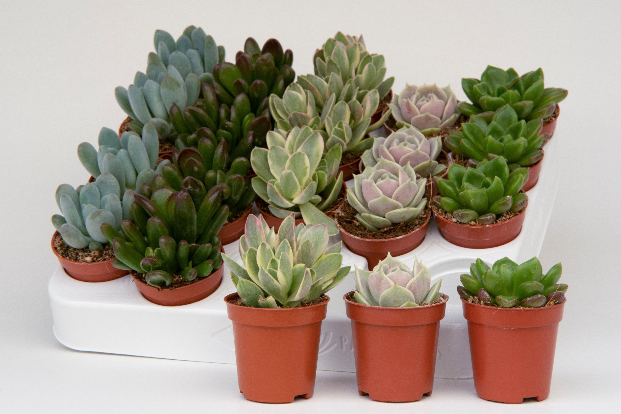 Succulent mix 5,5cm- 20 units tray, D 5,5