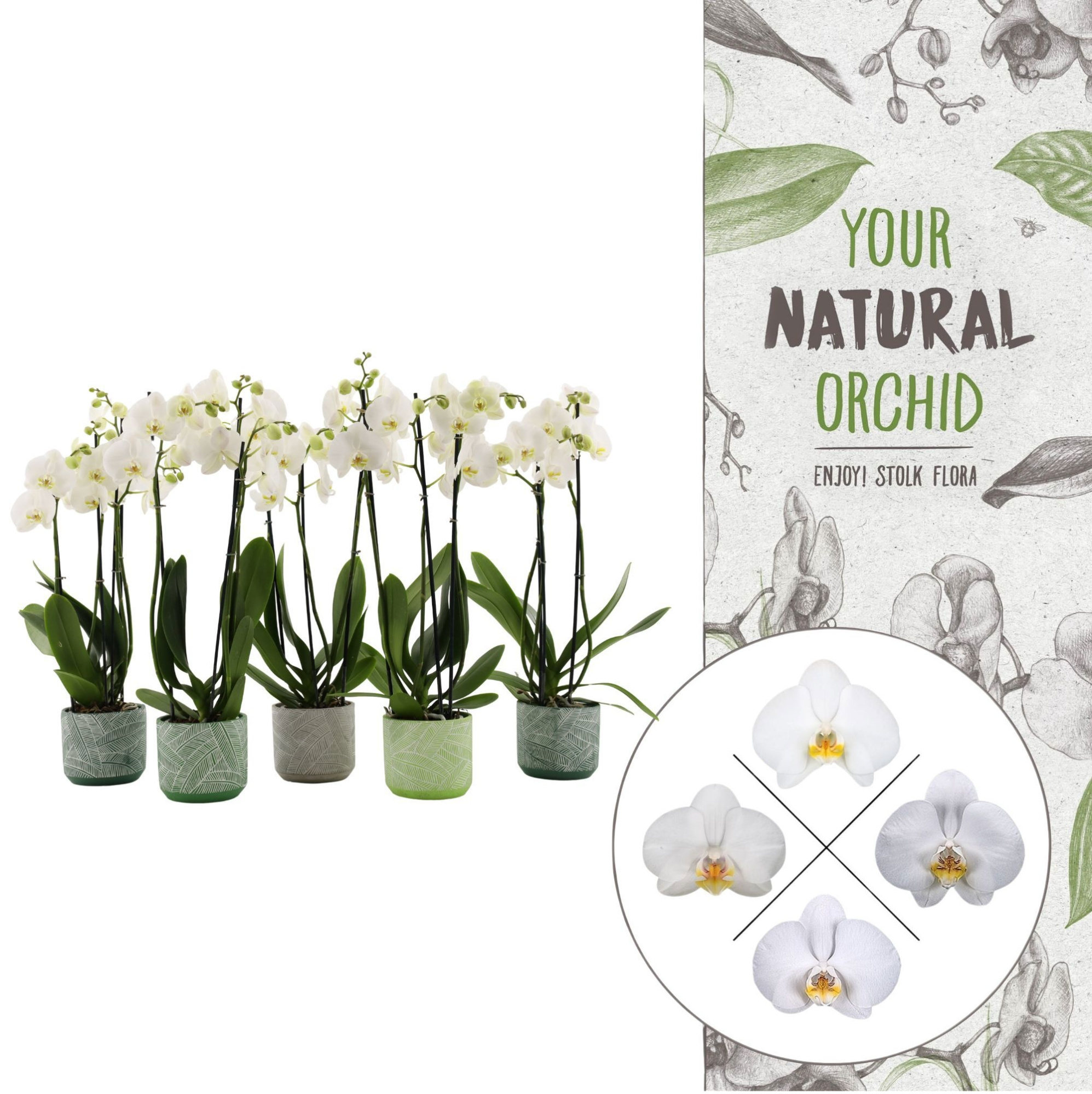 Your Natural Orchid | Mix seizoenskeramiek | Phal 2 spike, D 12