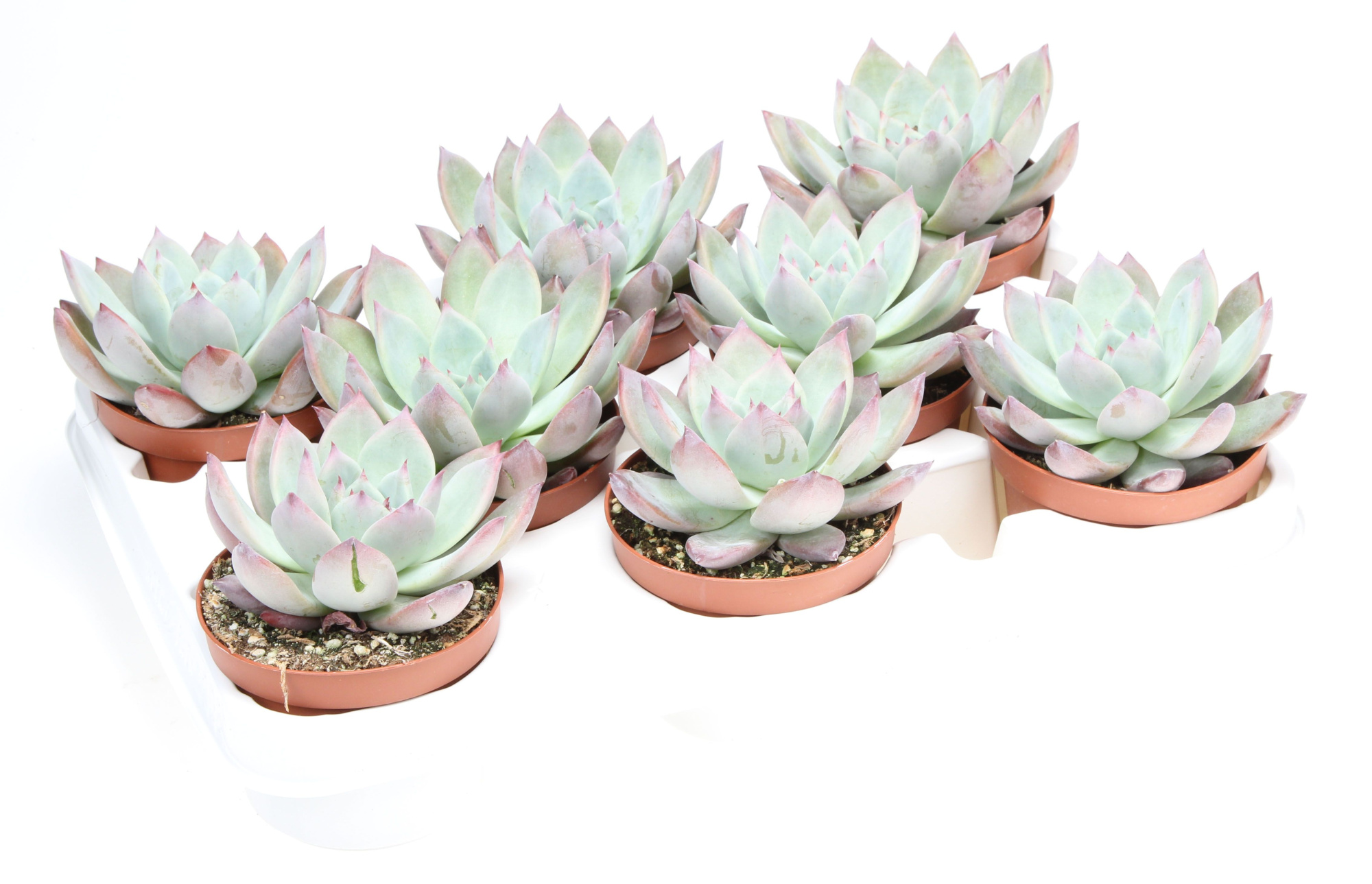 Echeveria exotica, D 10,5