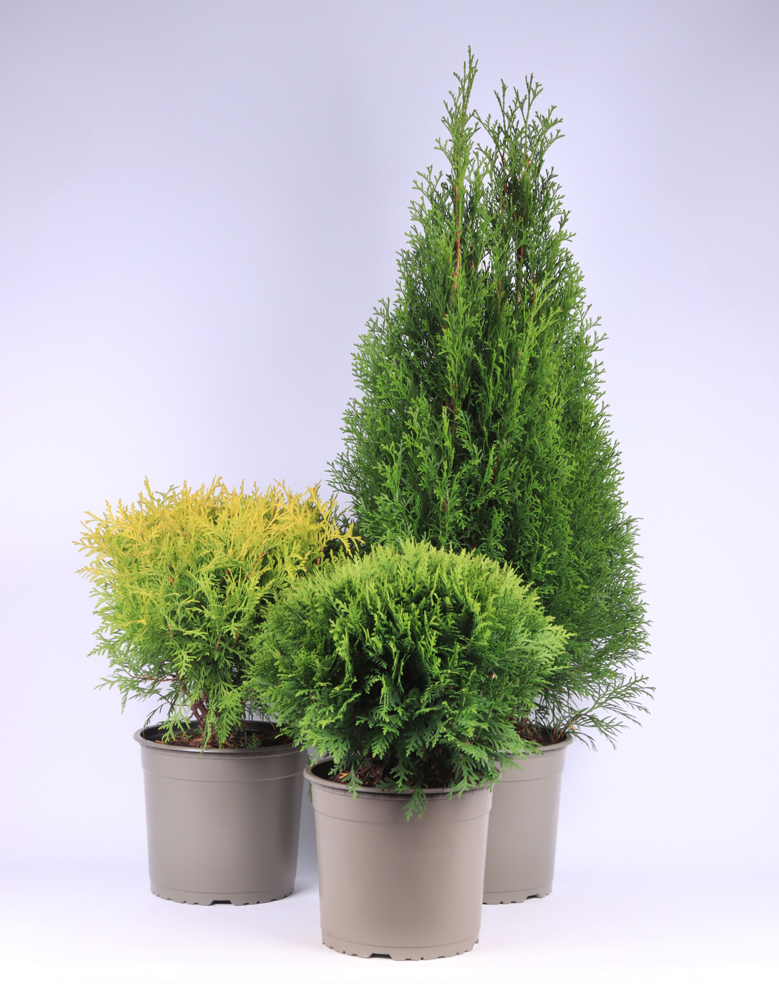 Thuja gemengde bak, D 23
