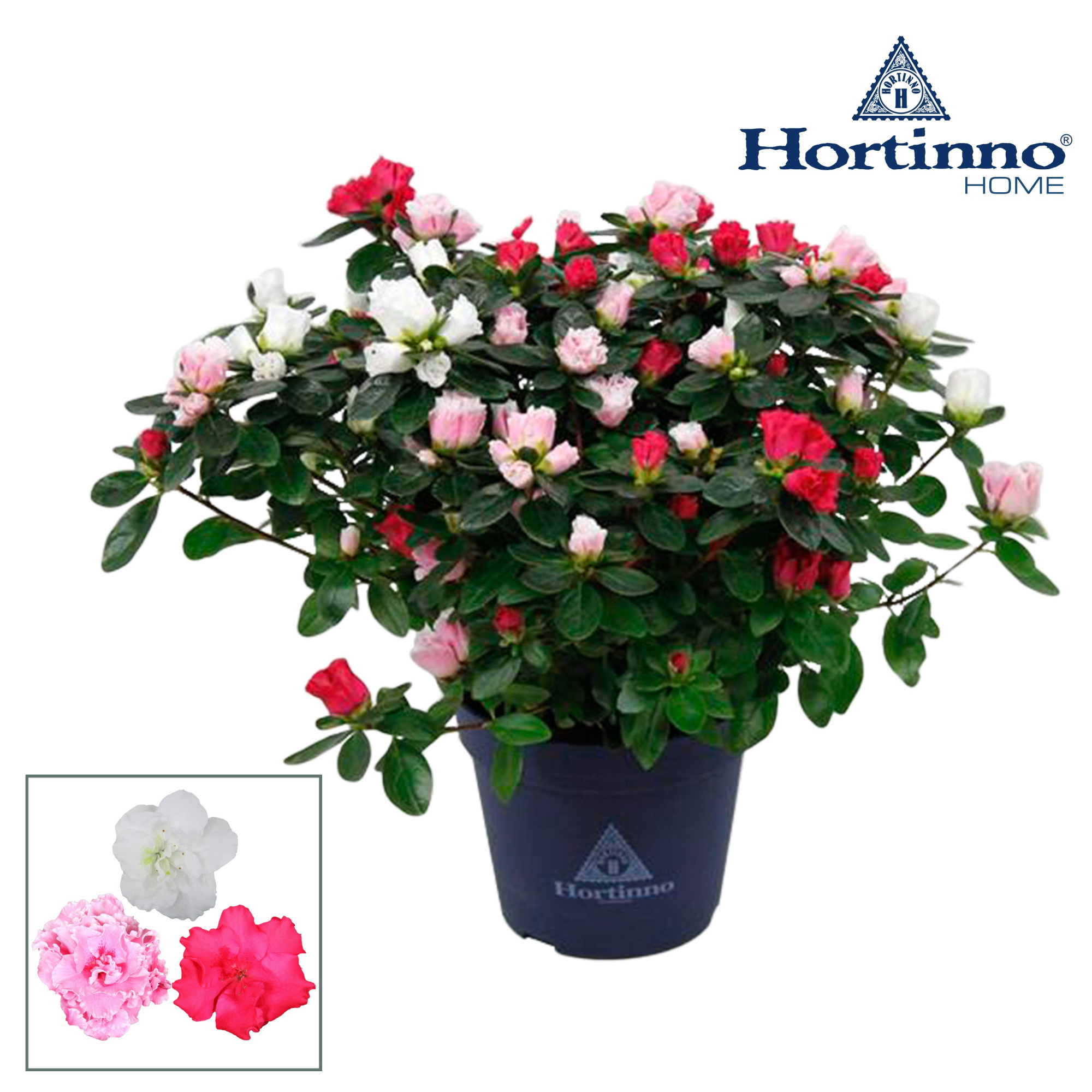 Hortinno® Home Multicolor 'Classic Collection' 25 - 27 cm, D 13