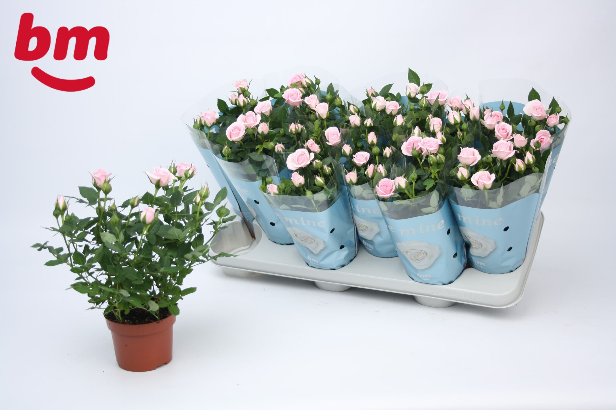 Rosa Baby Jewel Beau Monde Light Pink (10,5 cm), D 10,5