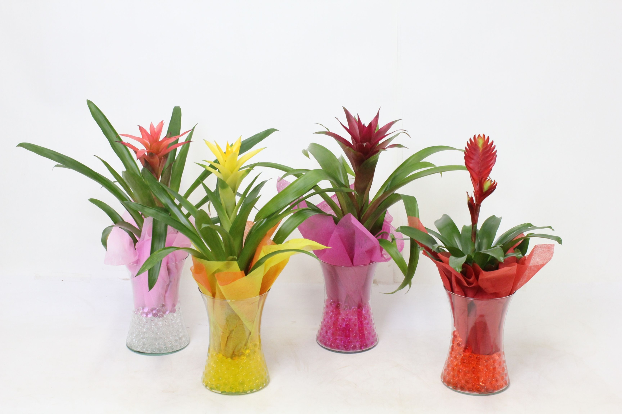 Bromelia in Diablo Glas, D 14