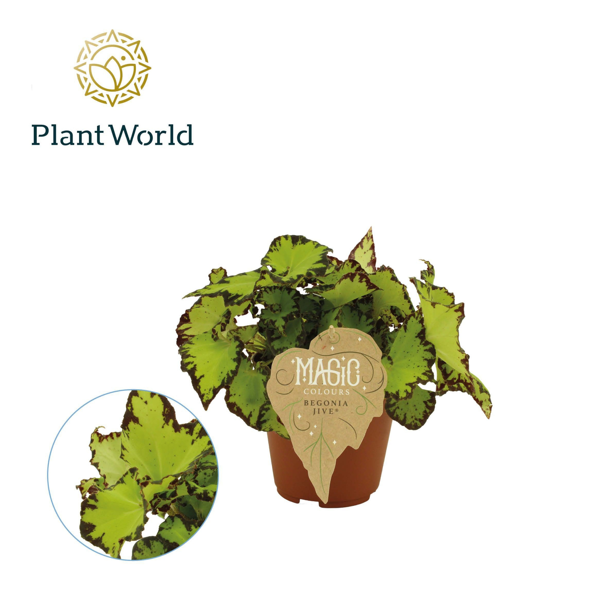 Begonia rex Jive, D 12