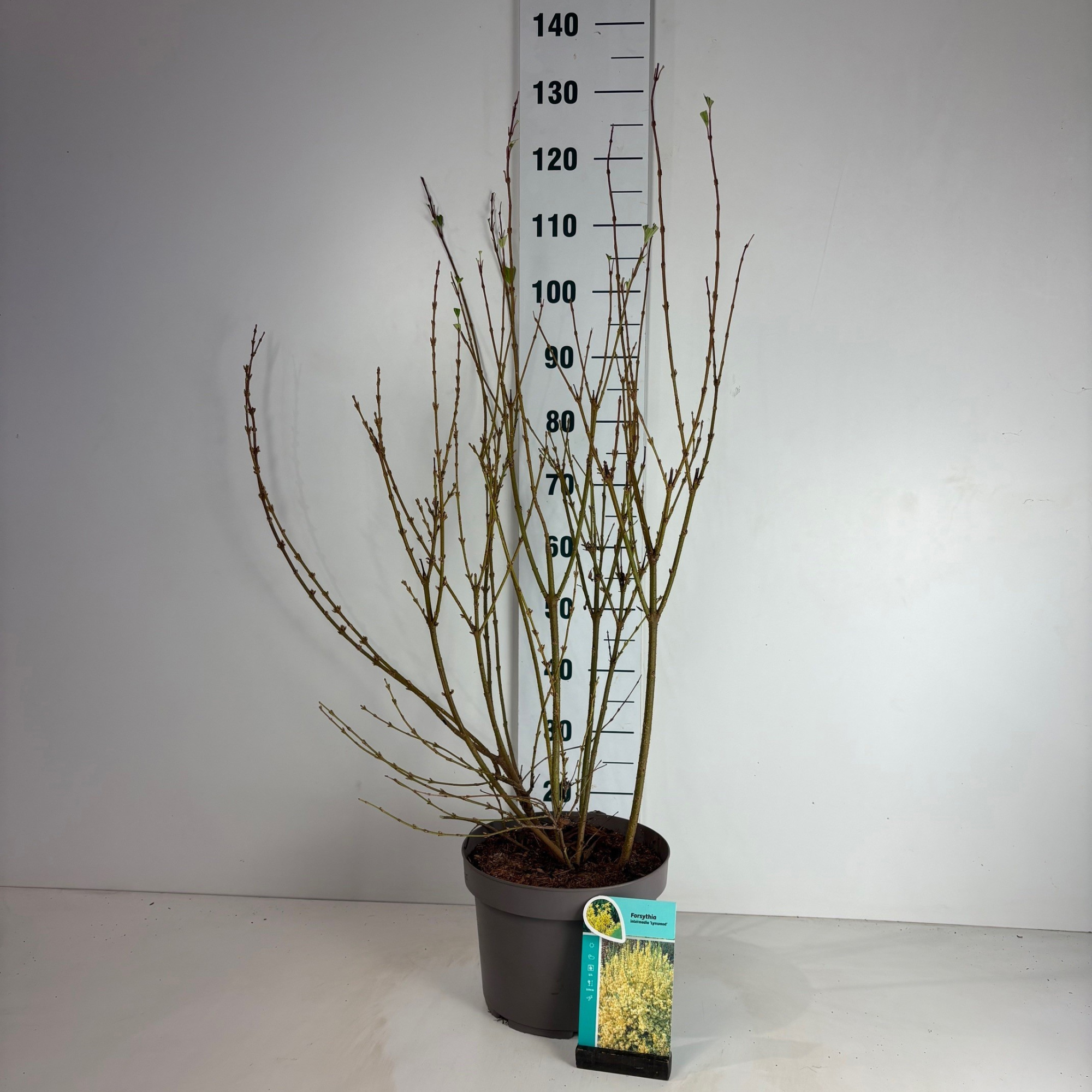 Forsythia intermedia Lynwood, D 29
