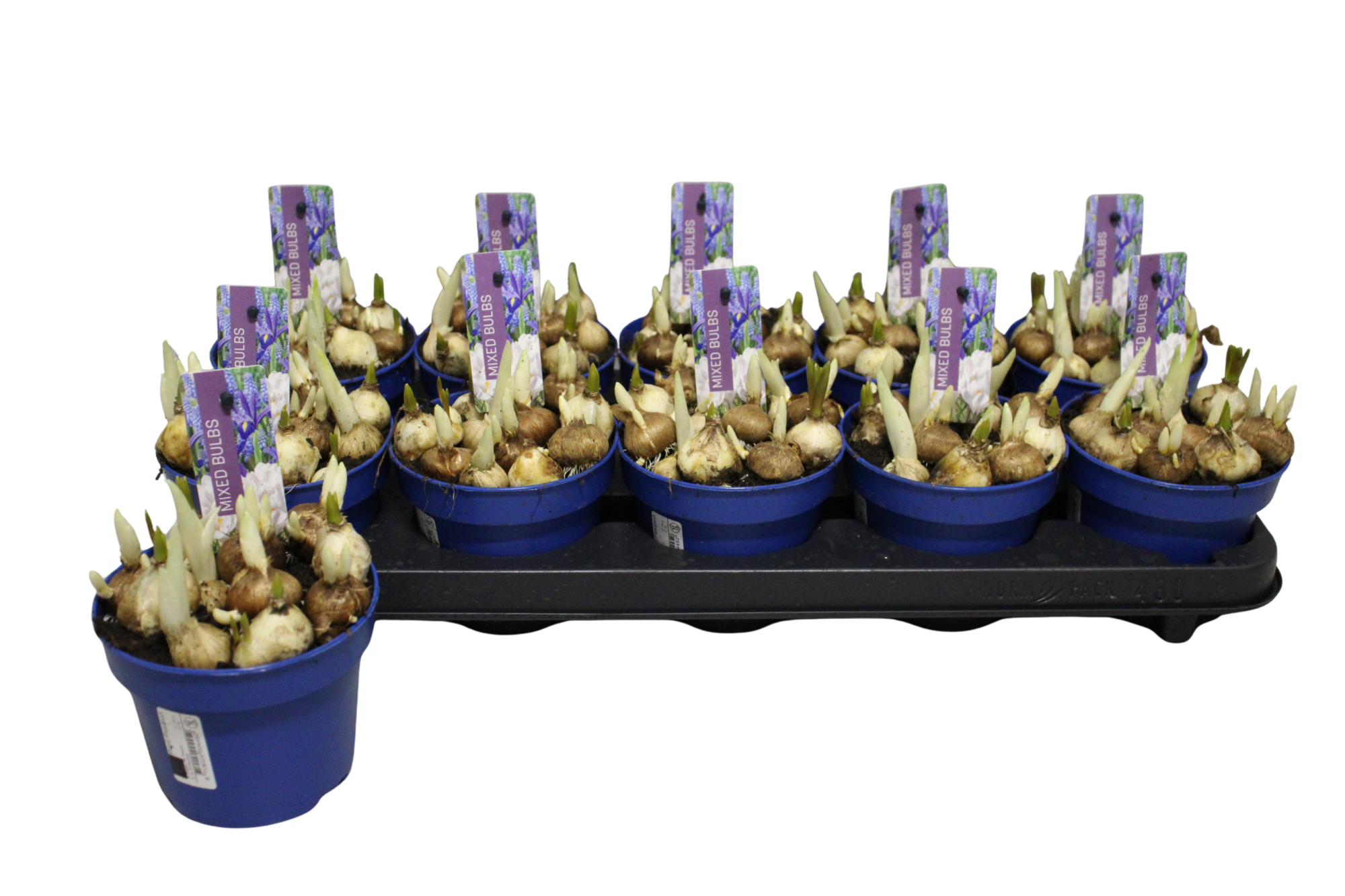 Mixed Bulbs P12 (Crocus, Iris, Muscari), D 12