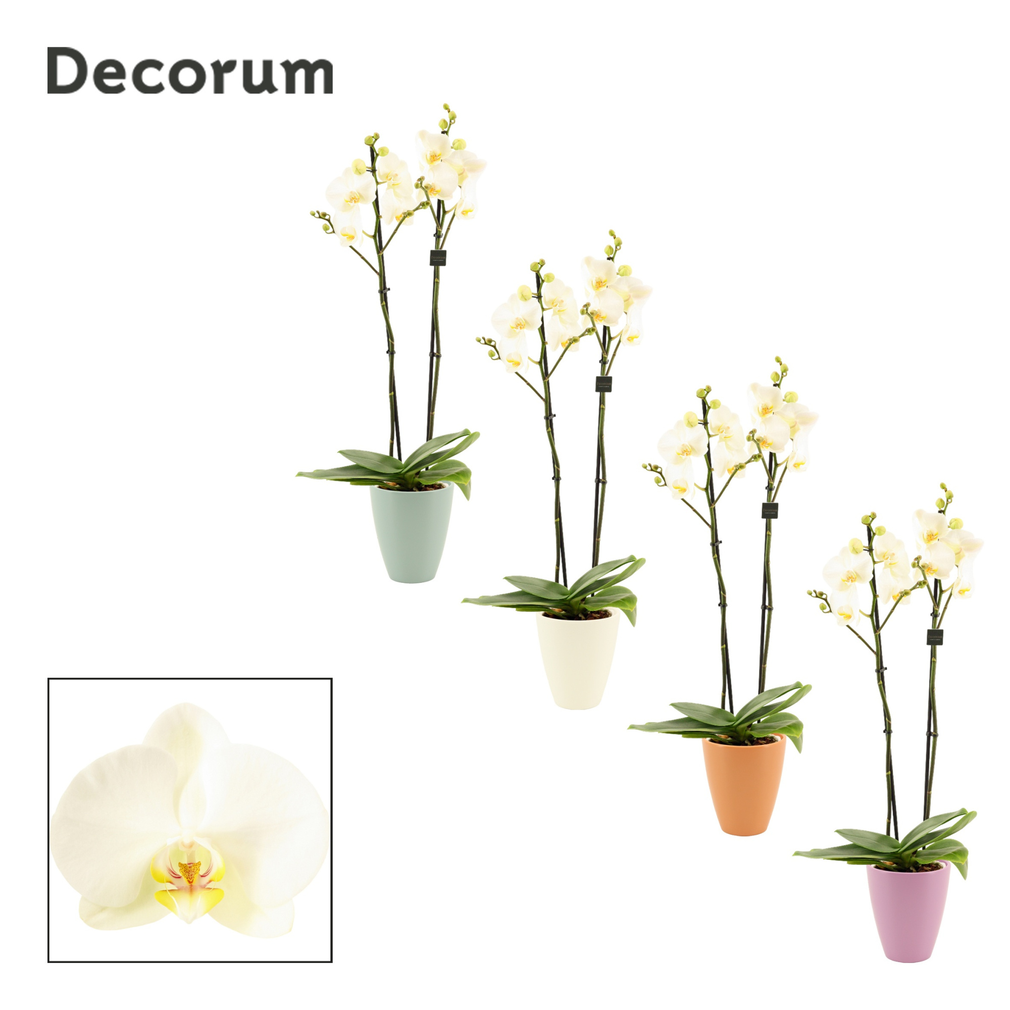 Phalaenopsis 2 tak 16+ wit in Carly (Craft world-collection), D 12