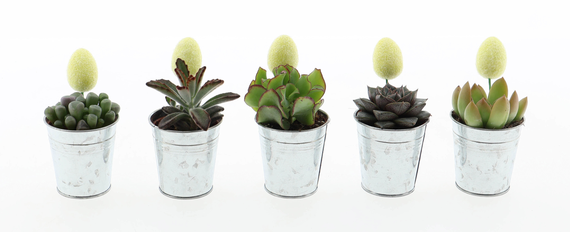 Zink succulent + ei, D 7