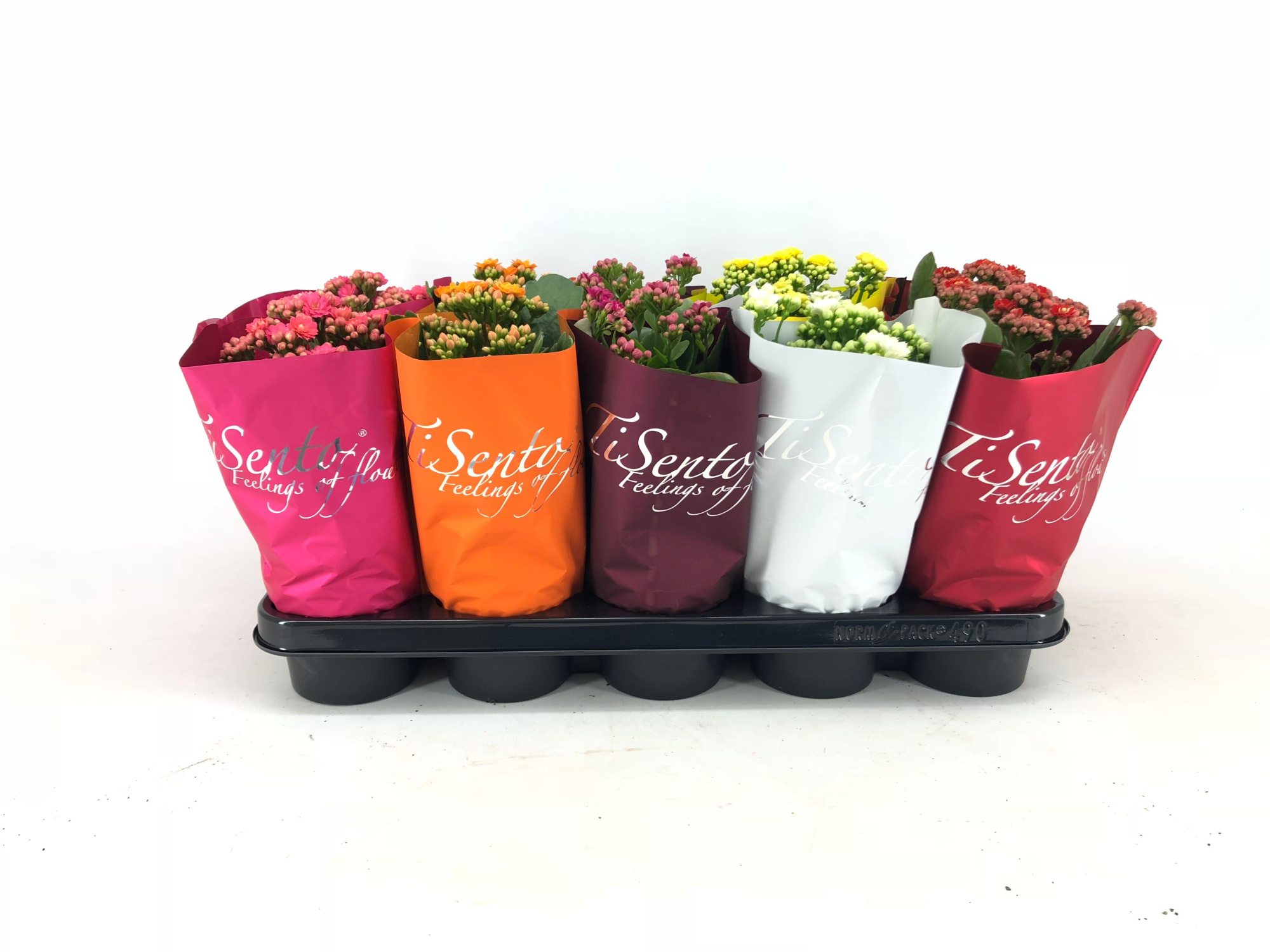 Calandiva 12 cm - Najaar, D 12